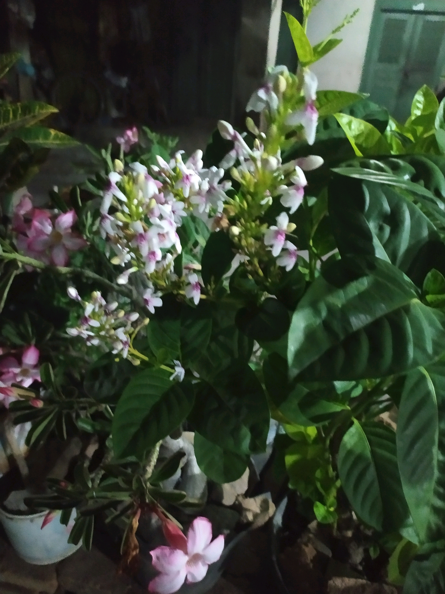 A low-angle, close-up, outdoor shot captures a cluster of flowering plants at night in Glagahwangi, Indonesia. The foreground is dominated by lush green leaves and delicate white and pink flowers with purple accents. To the left, a pale blue pot with a plant is partially visible, and a pink flower with five petals rests on the ground. In the background, darker foliage and the blurred outline of a door or window suggest an urban or semi-urban setting. The lighting appears to be artificial, creating deep shadows and highlighting the vibrant colors of the flowers. No people are present in the frame.