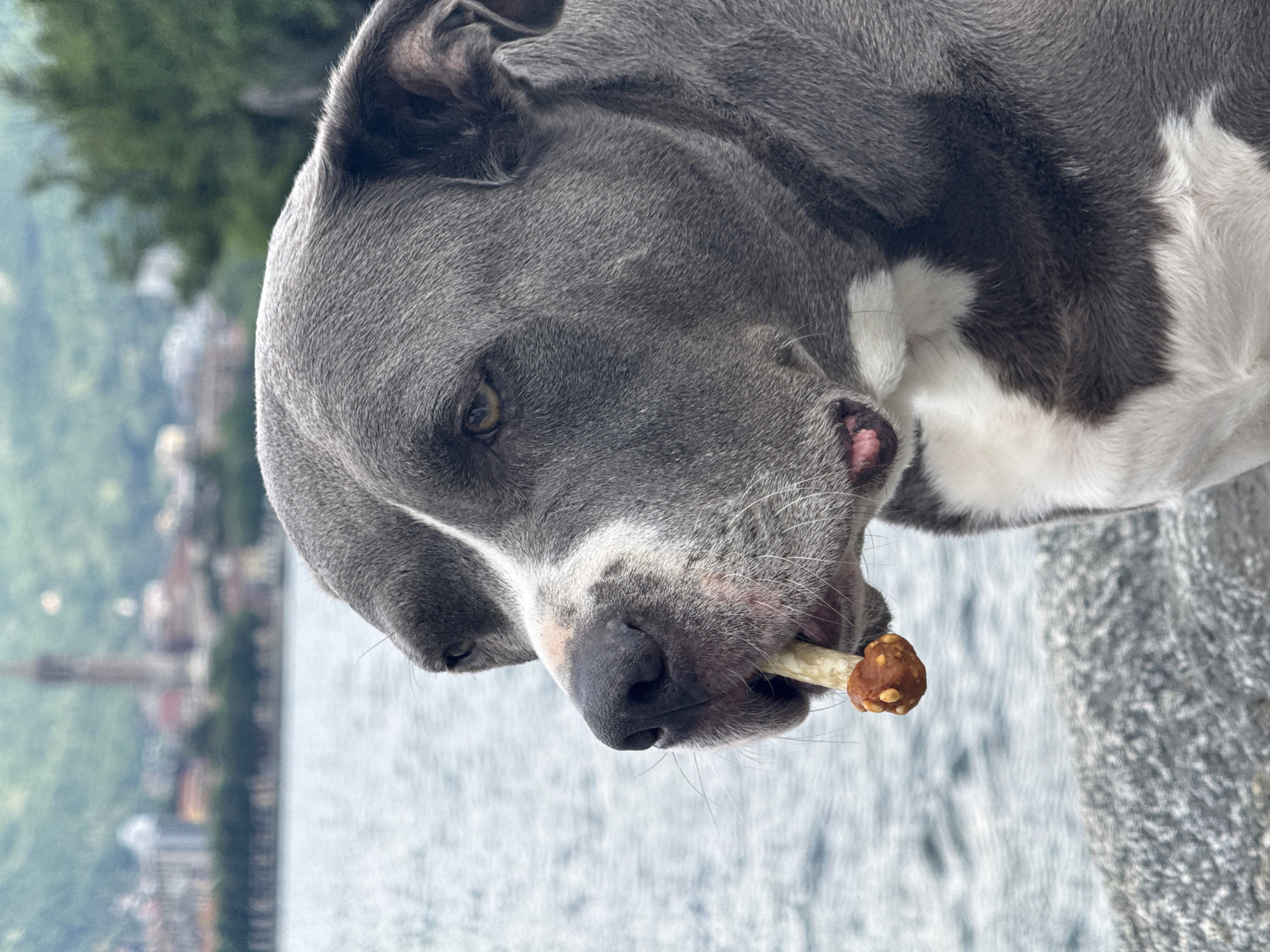 A close-up, outdoor portrait features a grey and white dog, likely a Pitbull-type breed, intently chewing on a treat. The dog's head is positioned to show its left profile, with its eye focused on a light-colored, bone-shaped treat that has a textured, reddish-brown end. Its short, dense fur is predominantly grey, with distinct white markings on its muzzle, chest, and around its eyes. Whiskers are visible around its snout.
The background is softly blurred, indicating a shallow depth of field. Behind the dog, a body of water, likely a lake, stretches across the frame with subtle ripples on its surface. Further in the distance, a town or settlement featuring buildings and structures is visible at the base of green, tree-covered hills or mountains. This scenic backdrop is consistent with Valmadrera, Italy, as indicated by the context.
The scene is illuminated by daylight, suggesting clear weather. The dog appears focused and content, engrossed in enjoying its snack. There is no visible text in the image.