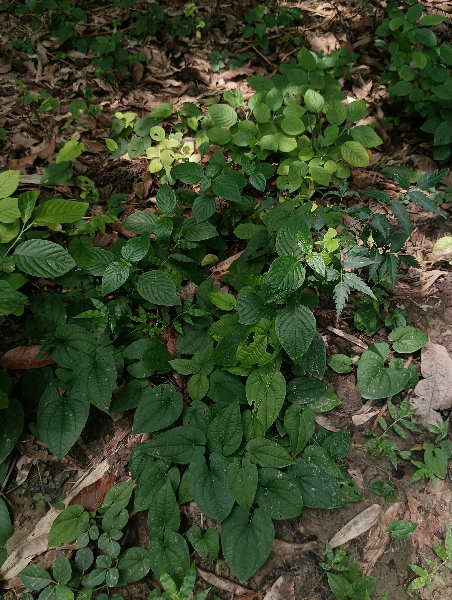 This is a top-down, eye-level view of lush green foliage and dry leaves on the ground, suggesting a forest floor or park area. The plants are a mix of broad, heart-shaped leaves and smaller, more delicate leaves. Some of the larger leaves are a deep, vibrant green, while others appear lighter, possibly due to sunlight filtering through the canopy. The ground is covered in a thick layer of fallen brown leaves and some exposed soil. Sunlight creates dappled patterns on the ground and highlights some of the plants, adding depth and contrast to the scene. There are no people or animals visible. The overall impression is one of natural growth and decay in an outdoor environment.