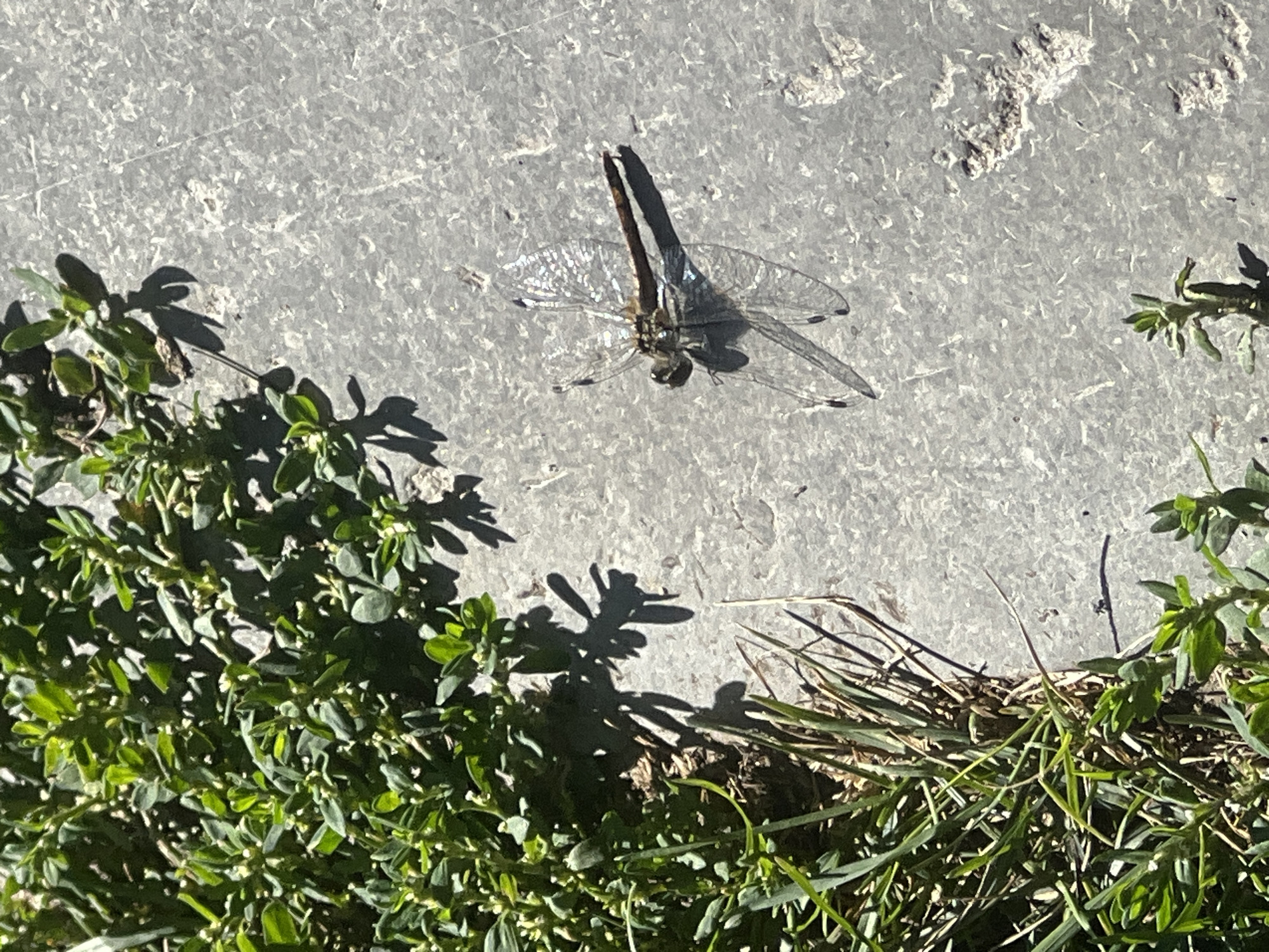 A dragonfly rests on a grey, textured surface, casting a shadow. To the left, green foliage and blades of grass grow, also casting shadows. The scene appears to be outdoors on a sunny day. The location is specified as Mochishche, Russia, though there are no discernible landmarks to confirm this within the image itself. No people or animals other than the dragonfly are visible.