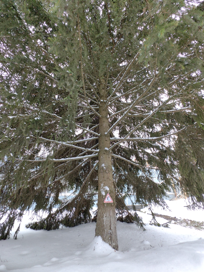 The image presents a winter scene in the Settlement of sanatorium "Podmoskovye", Russia. A prominent coniferous tree, characterized by dark green needles and snow-dusted branches, occupies the central frame. A white triangular warning sign with a red border, featuring a black pictogram of a person falling, is affixed to the tree's trunk at approximately waist height. The ground beneath the tree and extending into the foreground is covered by a substantial layer of pristine white snow. In the background, behind the tree's foliage, faint outlines of structures, some with light blue coloration, are discernible. The scene is illuminated by natural light, consistent with an overcast or diffused daylight condition, with no distinct shadows. No individuals, direct actions, or interactions are visible.