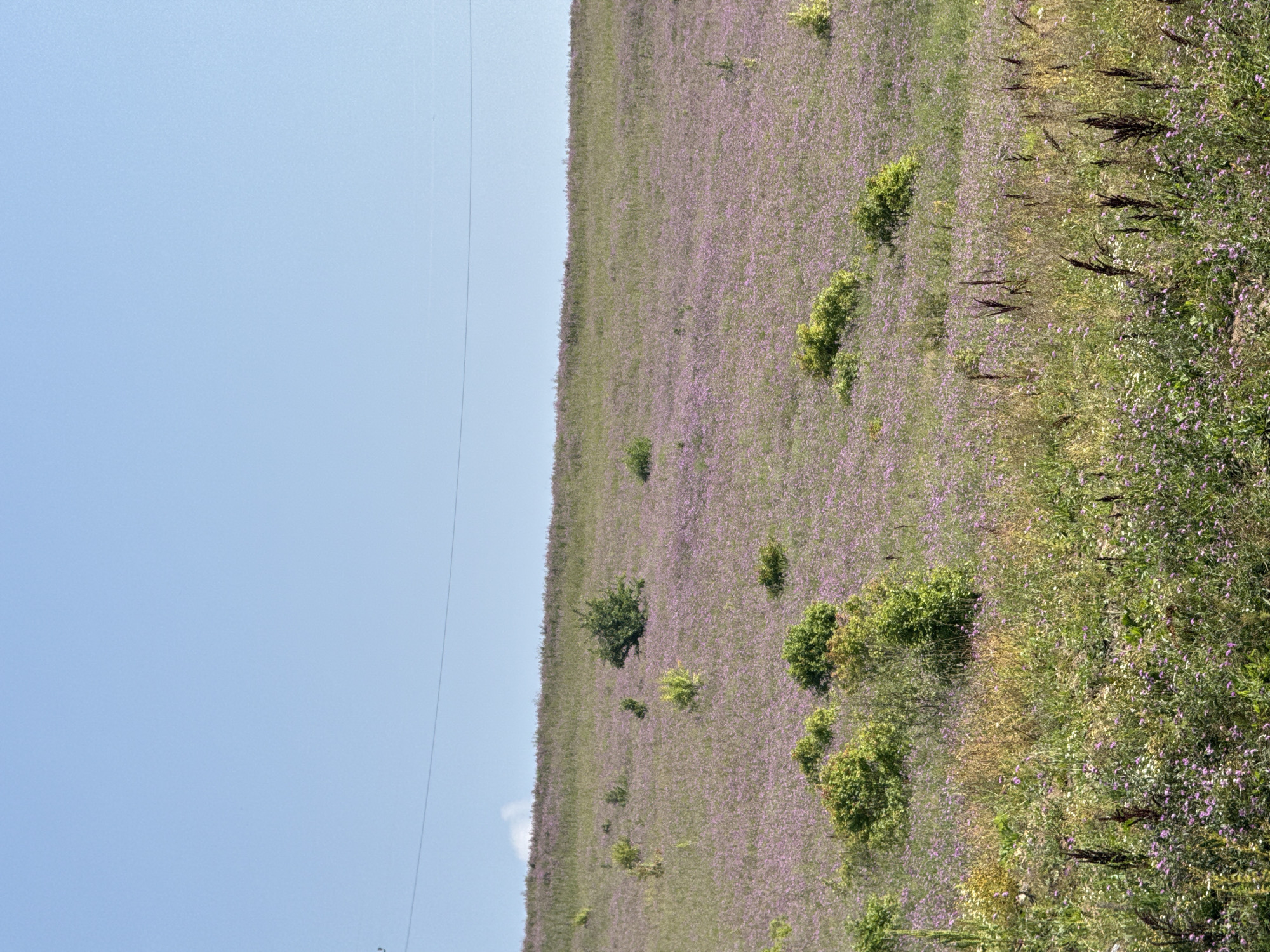 The image depicts a vast, rolling hillside covered in a dense carpet of small purple wildflowers. The hillside is dotted with scattered green shrubs and a few larger trees, including one prominent dark green tree in the mid-ground. The sky above is a clear, pale blue, with a single horizontal power line stretching across the upper portion of the frame. The foreground shows a slightly different vegetation composition, with taller, dry grasses and some dark, spike-like plants interspersed with smaller purple and white wildflowers. The scene appears to be an undeveloped natural landscape, likely a meadow or prairie, in a rural or semi-rural setting. There are no people or animals visible in the image. The overall impression is one of natural beauty and tranquility, with a focus on the abundance of wildflowers.