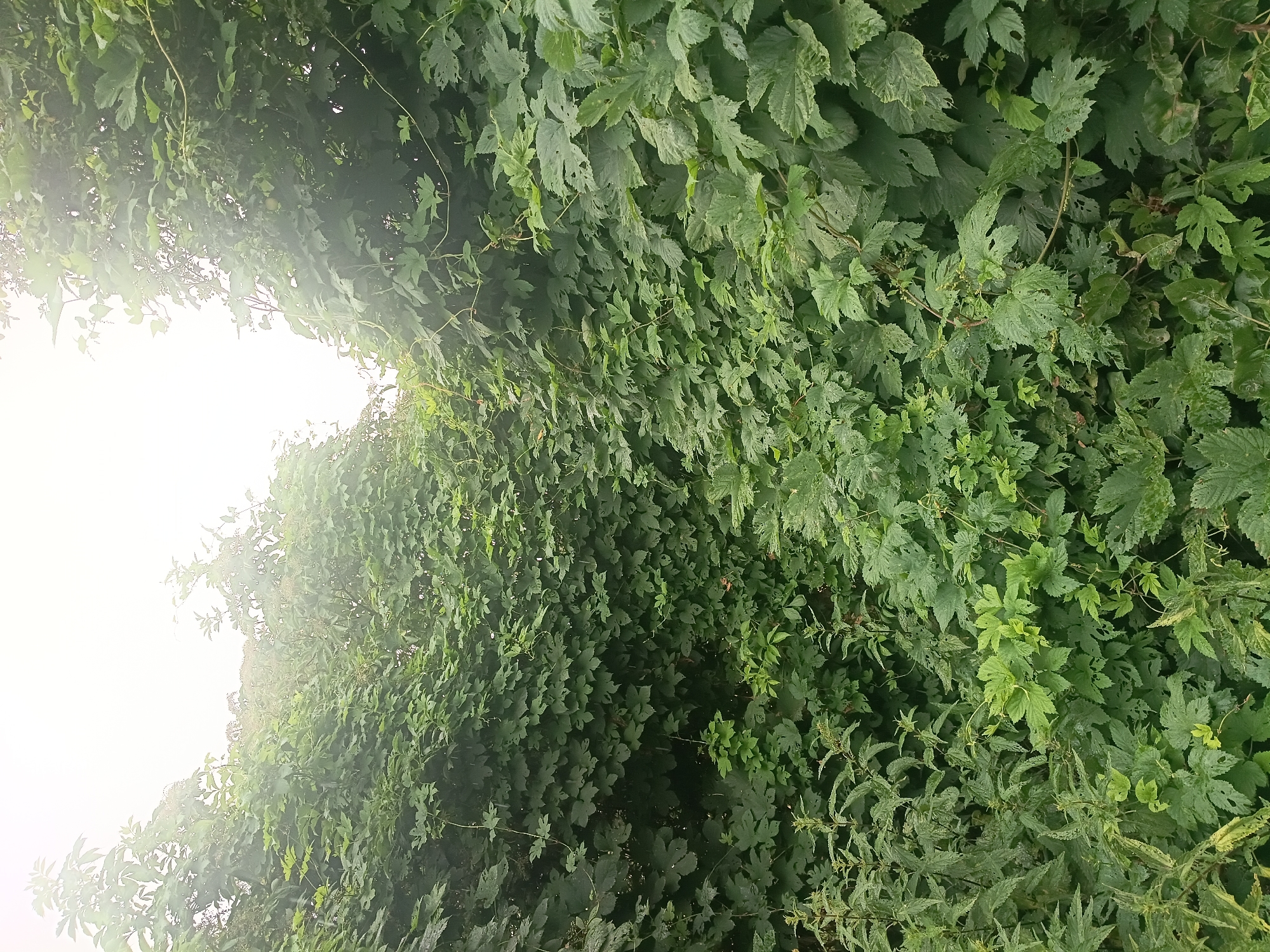 The image shows a dense thicket of greenery, primarily composed of large-leafed plants with a pale, foggy sky visible through the canopy at the top. The foliage is a deep, vibrant green, with some lighter green and yellow-tinged leaves interspersed. Some leaves show signs of damage, with holes and torn edges. The overall impression is one of wild, overgrown vegetation. There are no people or man-made objects visible in the image. The scene is devoid of any specific landmarks that would suggest a particular location within the city of Litynia, Ukraine.