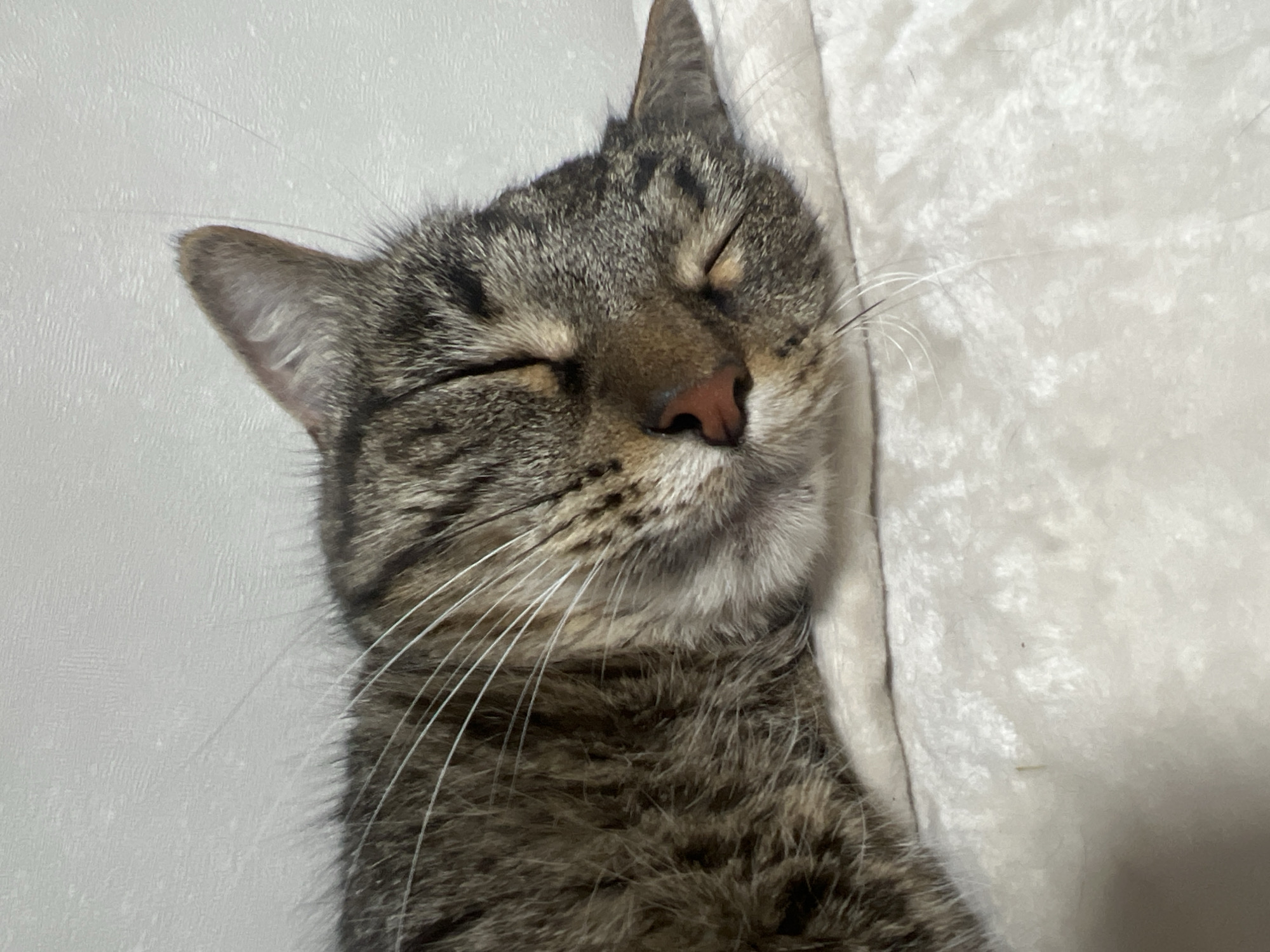 A tabby cat is sleeping peacefully on a soft, white surface. The cat's eyes are closed, and its face is turned to the right. Its fur is a mix of brown, black, and gray stripes, with long white whiskers. The background is a plain white wall. The image does not provide any information about its location in Votkinsk, Russia.