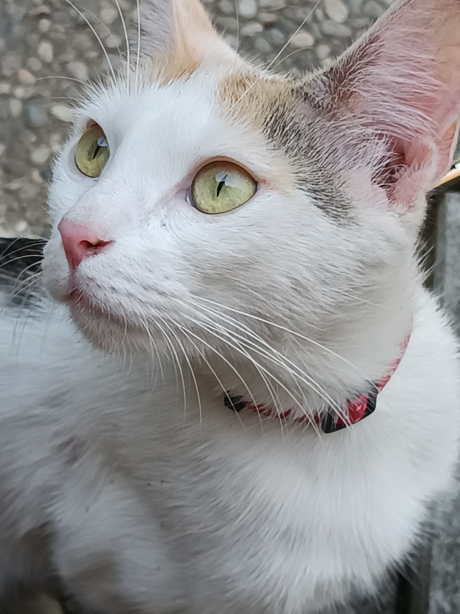 A close-up, eye-level, outdoor shot shows a calico cat with white fur, green eyes, and a pink nose. The cat is wearing a red and black patterned collar and is looking to the left of the frame. The background is blurred and appears to be a concrete surface with some pebbles. The cat's fur shows patches of tan and grey. The image was taken in Viadana, Italy.