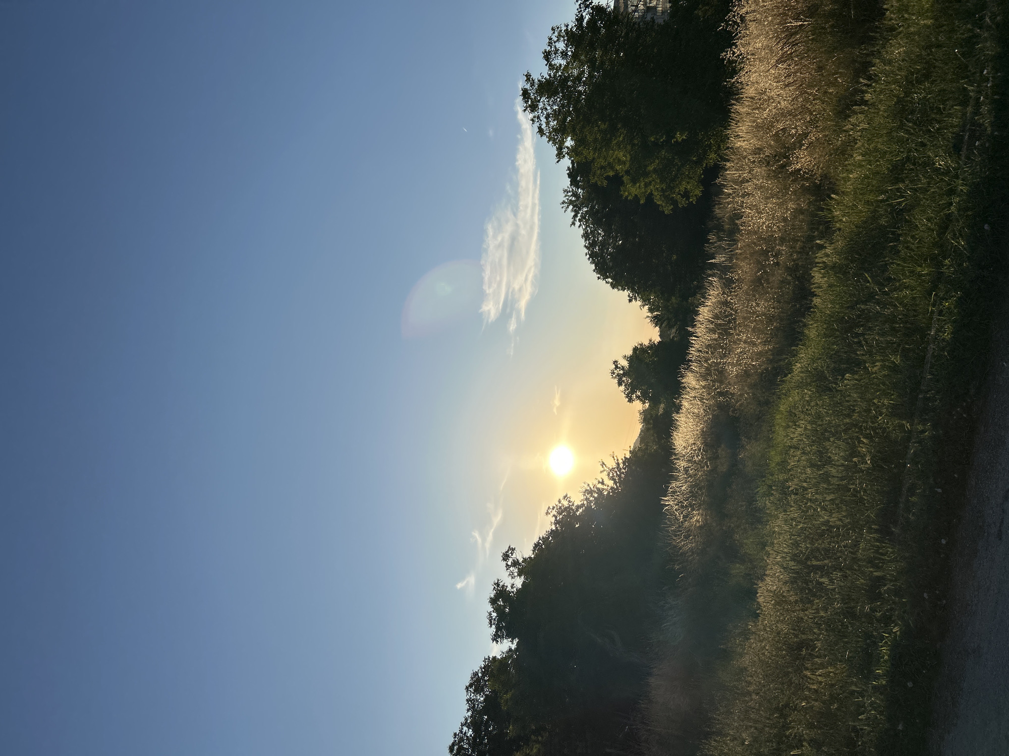 A wide-angle, vertical shot captures a sunlit grassy hill with trees on the left and right. The sun is positioned in the upper left quadrant of the image, casting a warm glow on the dry grass in the foreground, which appears golden and feathery. Behind the dry grass, a patch of darker green grass is visible. Silhouetted trees line the top of the hill, with some taller trees in the background on the right side, one of which has a modern building partially visible behind it. The sky is a clear, light blue with a few wispy white clouds. A lens flare is present in the upper right portion of the sky. The lower edge of the image shows a dirt path.