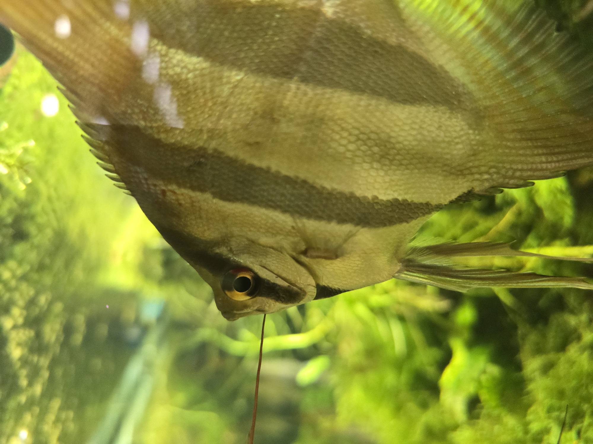 The image is a close-up, eye-level shot of a freshwater angelfish swimming in an aquarium. The fish is predominantly yellowish-gold with vertical black stripes. Its eye is a striking yellow with a dark pupil. A thin, reddish filament extends from the fish's head, possibly a barbule or antennae. The background is blurred and consists of lush green aquatic plants, indicating an aquarium environment. The lighting creates bright highlights on the fish's scales and fins. There is no discernible location within the city of Plovdiv, Bulgaria, as the image is of an indoor aquarium.