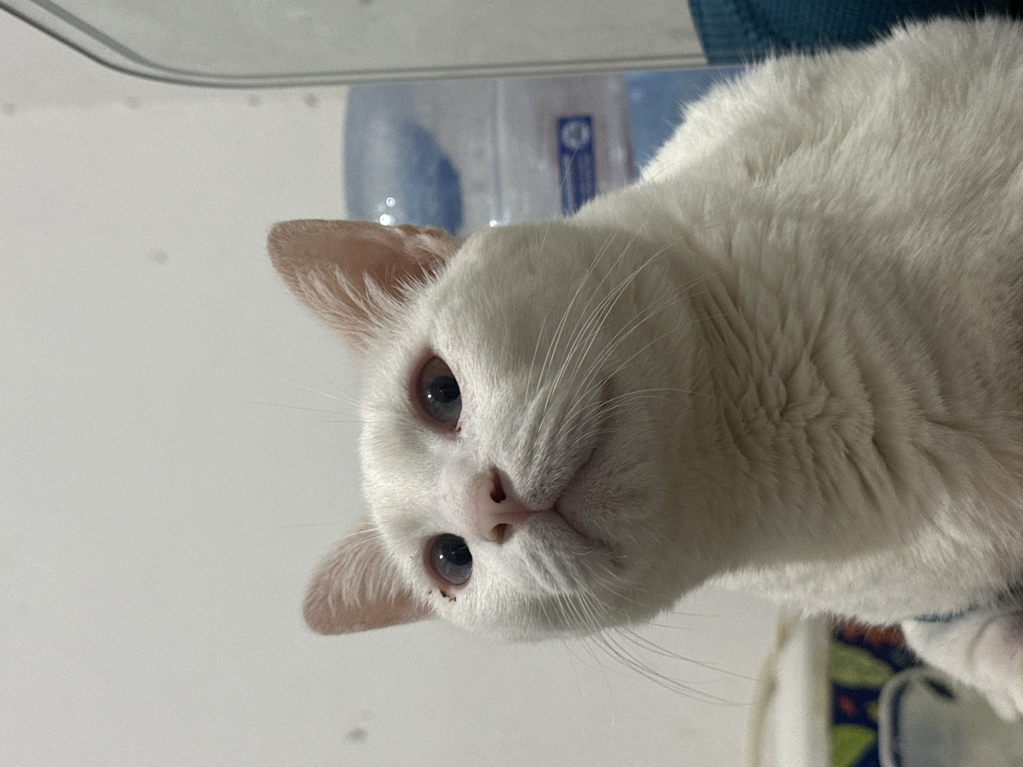 A white cat with blue eyes is the primary subject of this close-up photograph. The cat is positioned with its head tilted, looking directly at the camera. The cat's fur is short and dense, and its whiskers are long and white. A small dark mark is visible near one of its eyes. The background is blurred and includes a white wall and a partially visible blue object. Based on additional information, the location is North Jakarta, Indonesia.