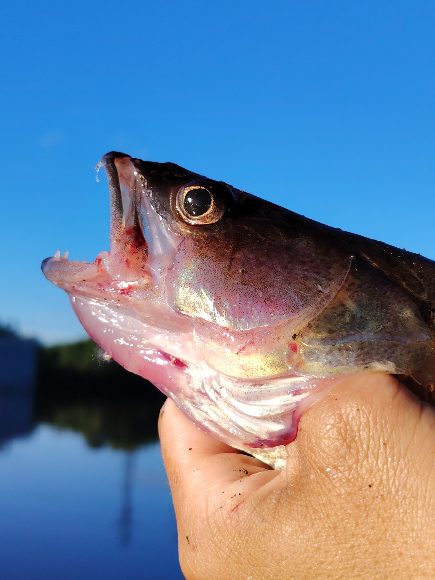An extreme close-up, low-angle shot shows a person's hand holding a dead fish, whose mouth is open, revealing its teeth and raw interior, against a bright blue sky and a blurry, dark background that suggests trees and water, possibly a river or lake. The fish's scales are visible, along with a hint of its eye, which is a dark, reflective orb. The hand appears to be tanned and has dirt smudges, indicating an outdoor activity like fishing. The lighting suggests it is daytime, with the sun casting a bright light on the scene. The overall impression is one of a successful fishing trip, with the fish as the prize. The location is not specified in the image or the provided context.