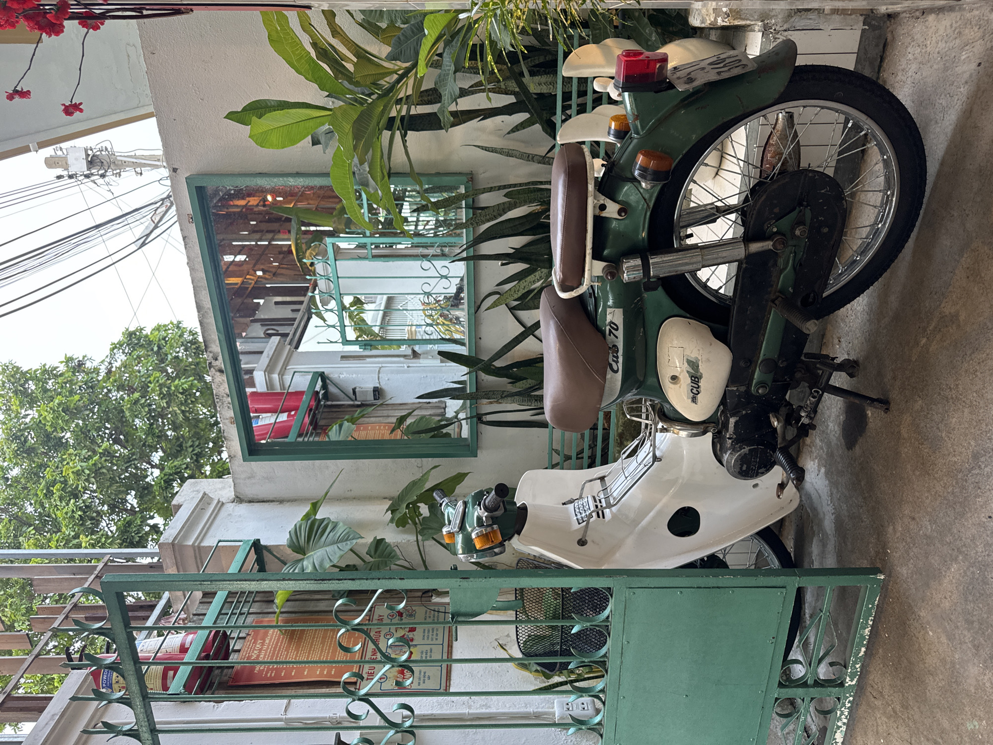 The image captures a street scene in Phu Thuy Ward, Vietnam, on a bright day. A vintage green and white motorcycle, identified as a "little CUB 70," is parked centrally in the frame. The motorcycle has a brown seat and is positioned on a concrete ground, partially obscured by a green metal gate with decorative scrollwork. Behind the motorcycle, a white wall serves as a backdrop, with a green-framed window reflecting wooden structures. Lush green plants, including large-leafed varieties and snake plants, are situated around the motorcycle and against the wall, adding to the tropical ambiance. To the left of the motorcycle, a green metal gate is open, revealing a fire extinguisher mounted on the wall and a poster with Vietnamese text. Electrical wires and a utility pole are visible in the upper right portion of the image, suggesting an urban or semi-urban setting. The scene appears tranquil, with no people or animals present, and the focus is on the parked motorcycle and its surroundings.