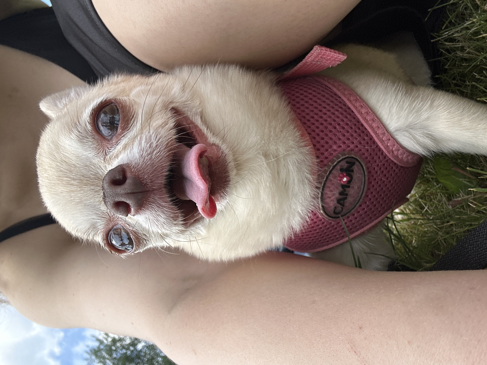 A close-up, eye-level shot shows a light-colored Chihuahua dog with large, dark eyes and its tongue sticking out. The dog is wearing a pink mesh harness with a circular tag that reads "CAMON" and a small red heart logo. The dog is nestled between the bare legs of a person, whose skin is light-toned with a few visible scratches on the left leg. The person is wearing a black top. The background consists of green grass and a blurred blue sky with white clouds, suggesting an outdoor setting. The scene is not identifiable as being in Riihimäki, Finland.