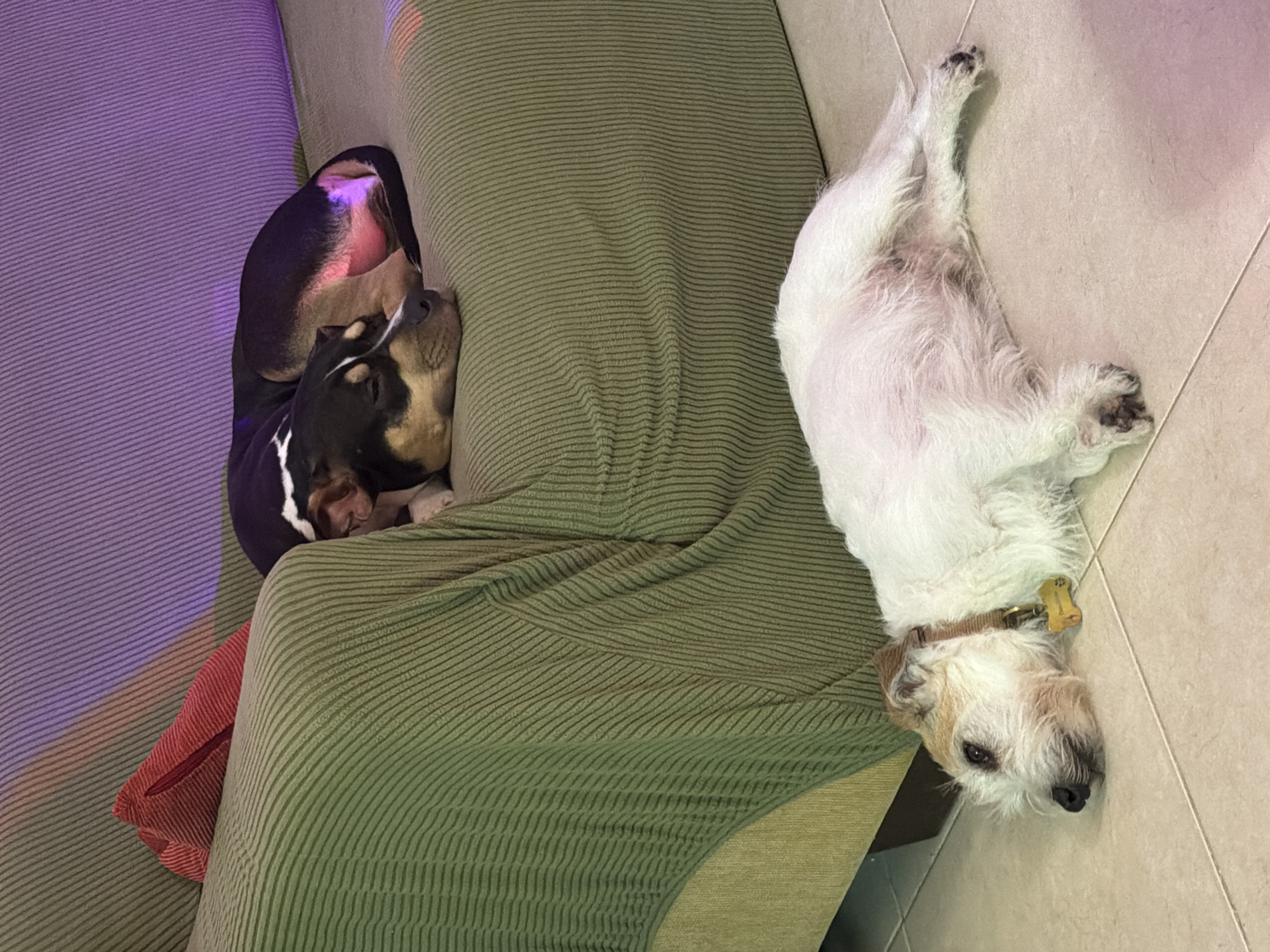 Two dogs are resting indoors. One, a tri-color (black, tan, and white) dog, is curled up on a green corduroy couch next to a red pillow. The other, a predominantly white terrier mix with tan markings on its head, lies on the tiled floor. The setting might be residential, though the image lacks distinctive Tel-Aviv characteristics.