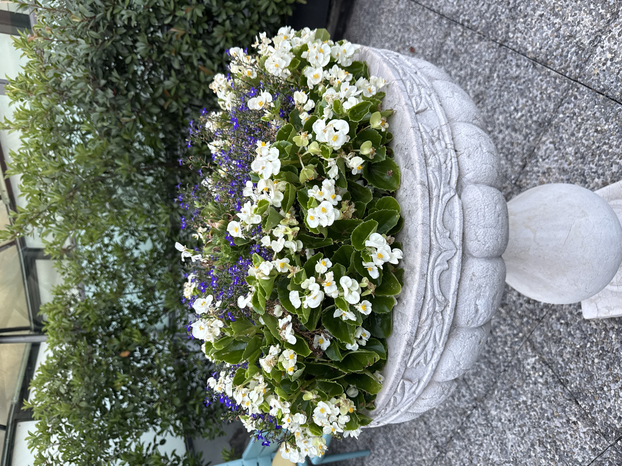 A white, ornate planter filled with white begonias and dark purple lobelia sits on a gray, pebbled patio. Behind the planter, a dense hedge of dark green foliage forms the backdrop, with hints of a building and sky visible through the leaves at the top. To the left, a portion of a light blue chair is visible. The scene appears to be located in Sesto San Giovanni, Italy.