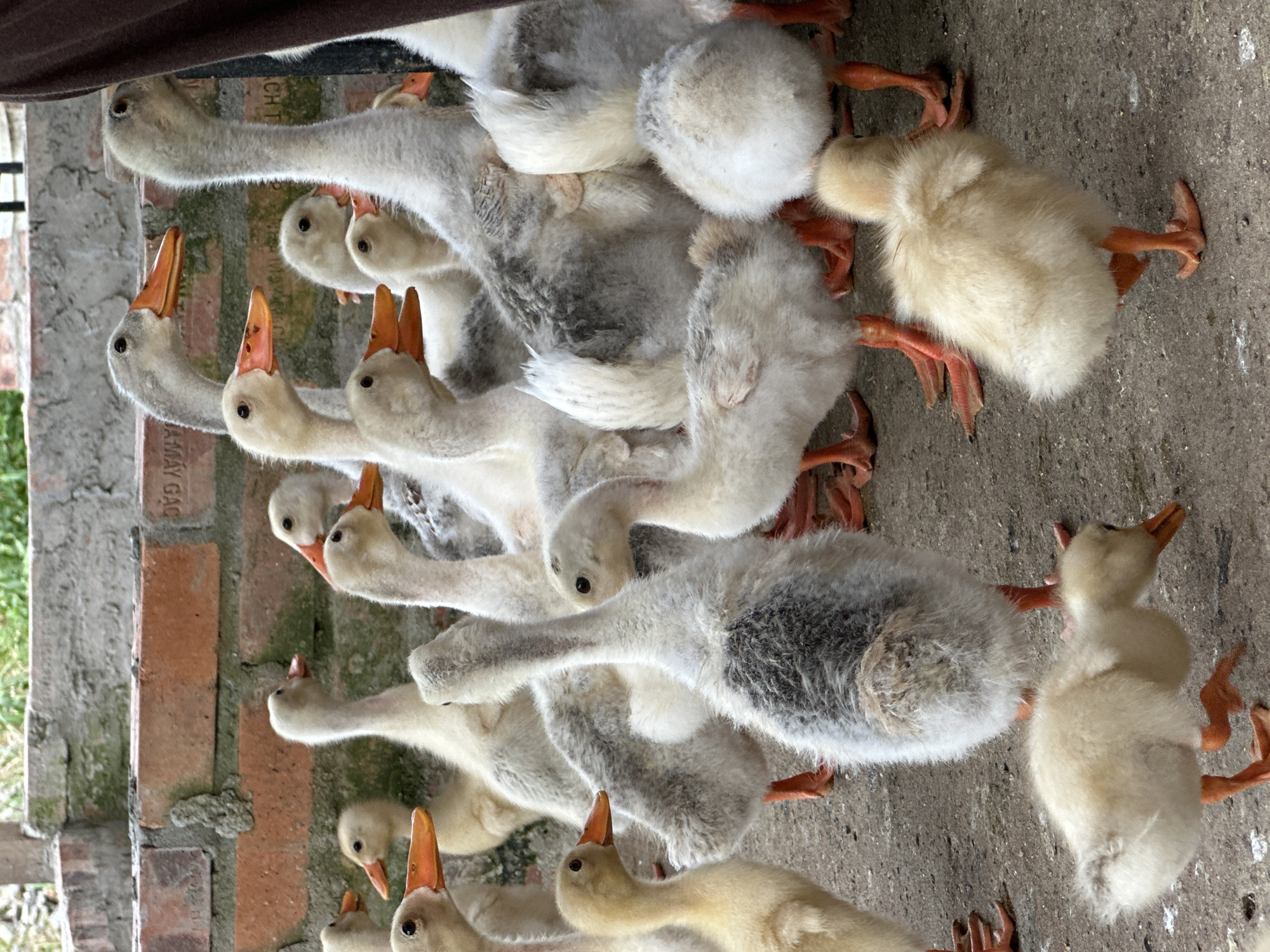 In Nam Hoa Lư Ward, Vietnam, a group of geese and ducklings are gathered on a concrete surface near a brick wall. The geese are mostly white and grey, with orange beaks and legs. Some of the ducklings are yellow and fluffy, while others are larger and have grey and white down. The geese are standing and walking, while the ducklings are also moving around. The environment appears to be an outdoor enclosure, possibly a farm or a yard. The brick wall in the background is weathered and shows signs of age. The overall scene is one of domestic fowl in a naturalistic setting.