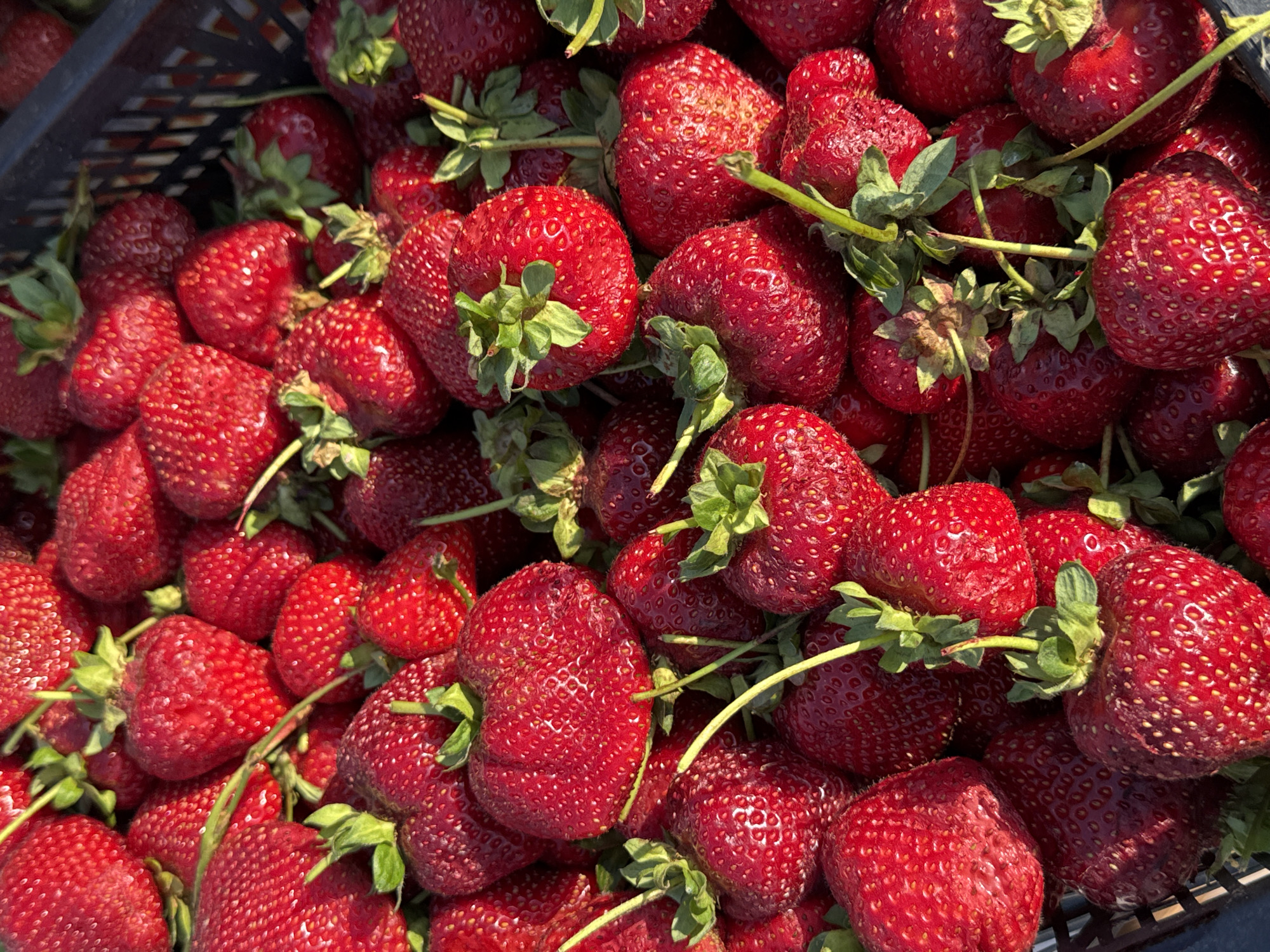 A close-up, overhead view captures a bounty of ripe, red strawberries densely packed in a dark plastic crate. The strawberries are various sizes and shapes, some with visible green stems and leaves. The lighting suggests an outdoor setting, possibly a market or farm, with sunlight illuminating the fruit. The image does not provide information about the city of Sochi, Russia.