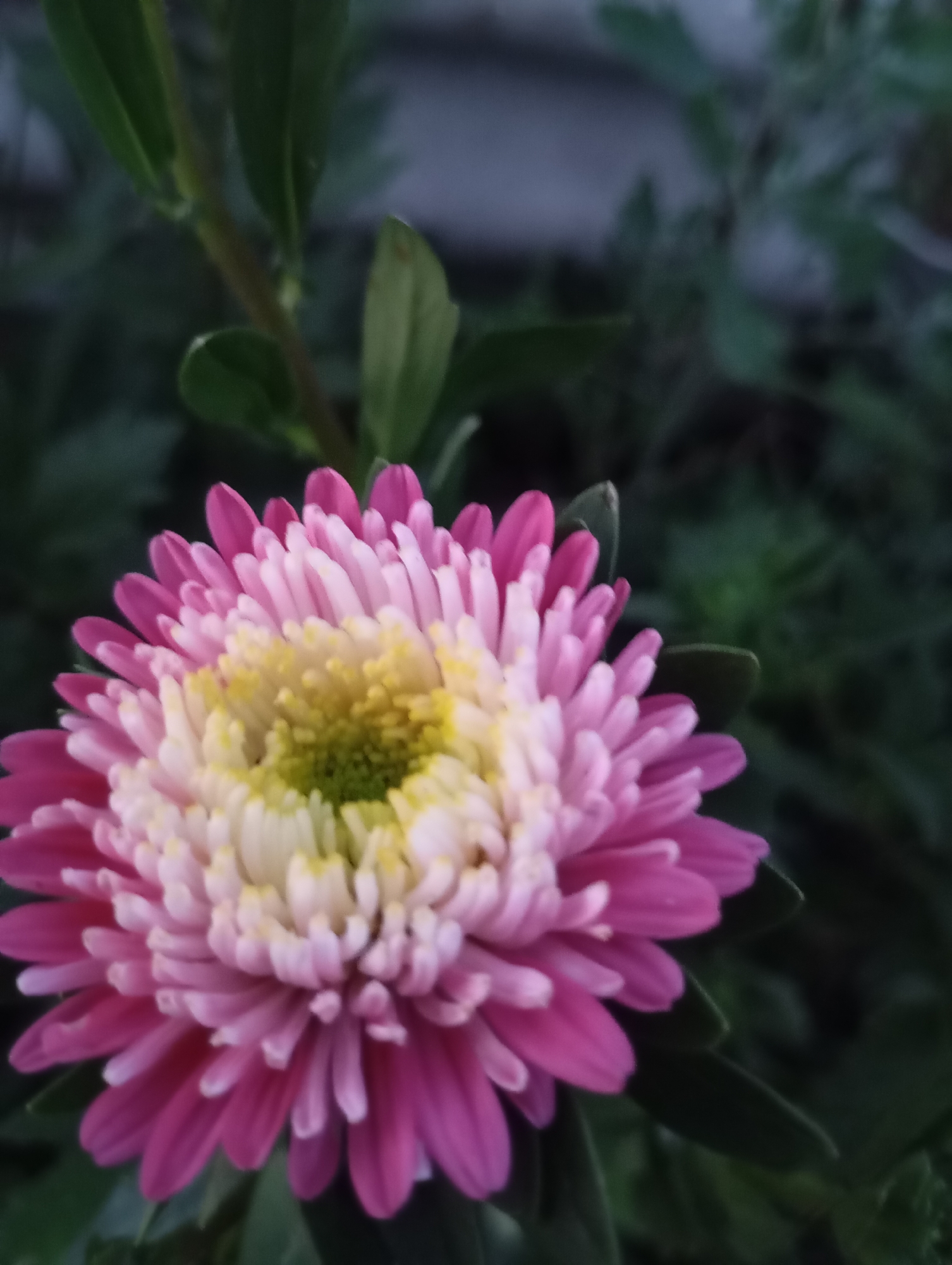 The image shows a close-up, slightly angled, full-body shot of a single pink and white aster flower with a yellow and green center. The flower is in focus and positioned in the lower left quadrant of the frame. Surrounding the flower are dark green leaves and foliage, providing a blurred, natural background. The lighting appears to be natural, possibly overcast, with no artificial light sources evident. The image composition emphasizes the intricate details of the flower's petals and center. There is no visible indication of the city of Horishni Plavni, Ukraine, nor any people, actions, or interactions depicted.