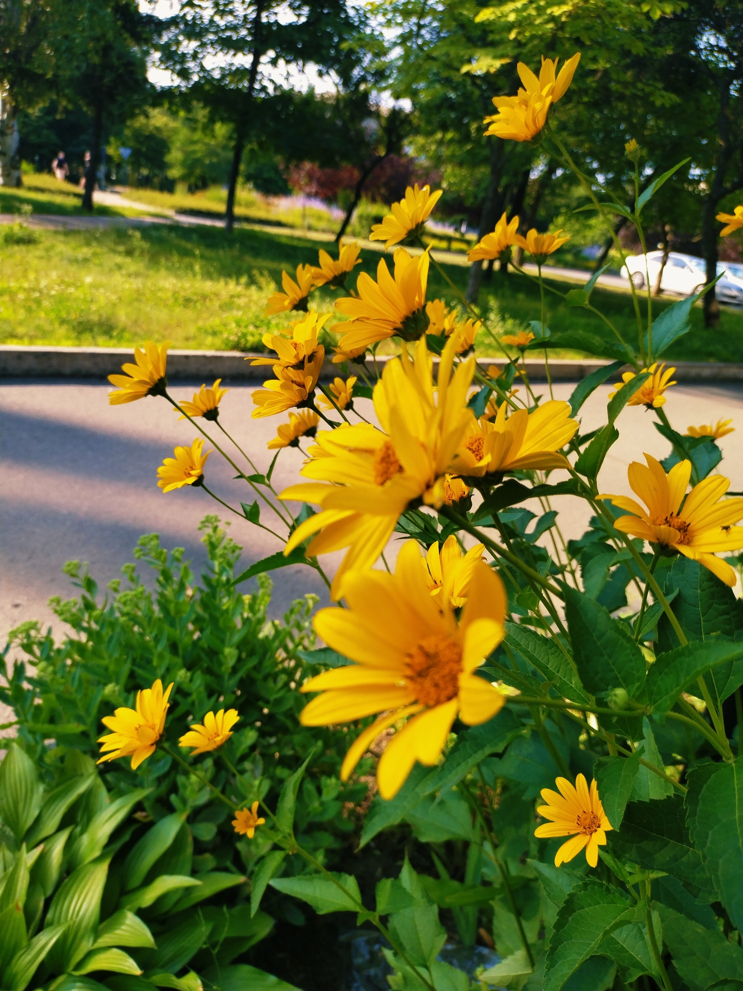 The image captures a cluster of vibrant yellow flowers in bloom, with green foliage surrounding them. In the background, a paved path or road is visible, bordered by a grassy area with trees. The scene suggests an outdoor setting, likely a park or roadside. The presence of trees and a paved area hints at an urban environment, and the overall aesthetic aligns with a setting in the city of Horishni Plavni, Ukraine, during daylight hours. There are no people or specific objects that would definitively place it in a particular part of the city.