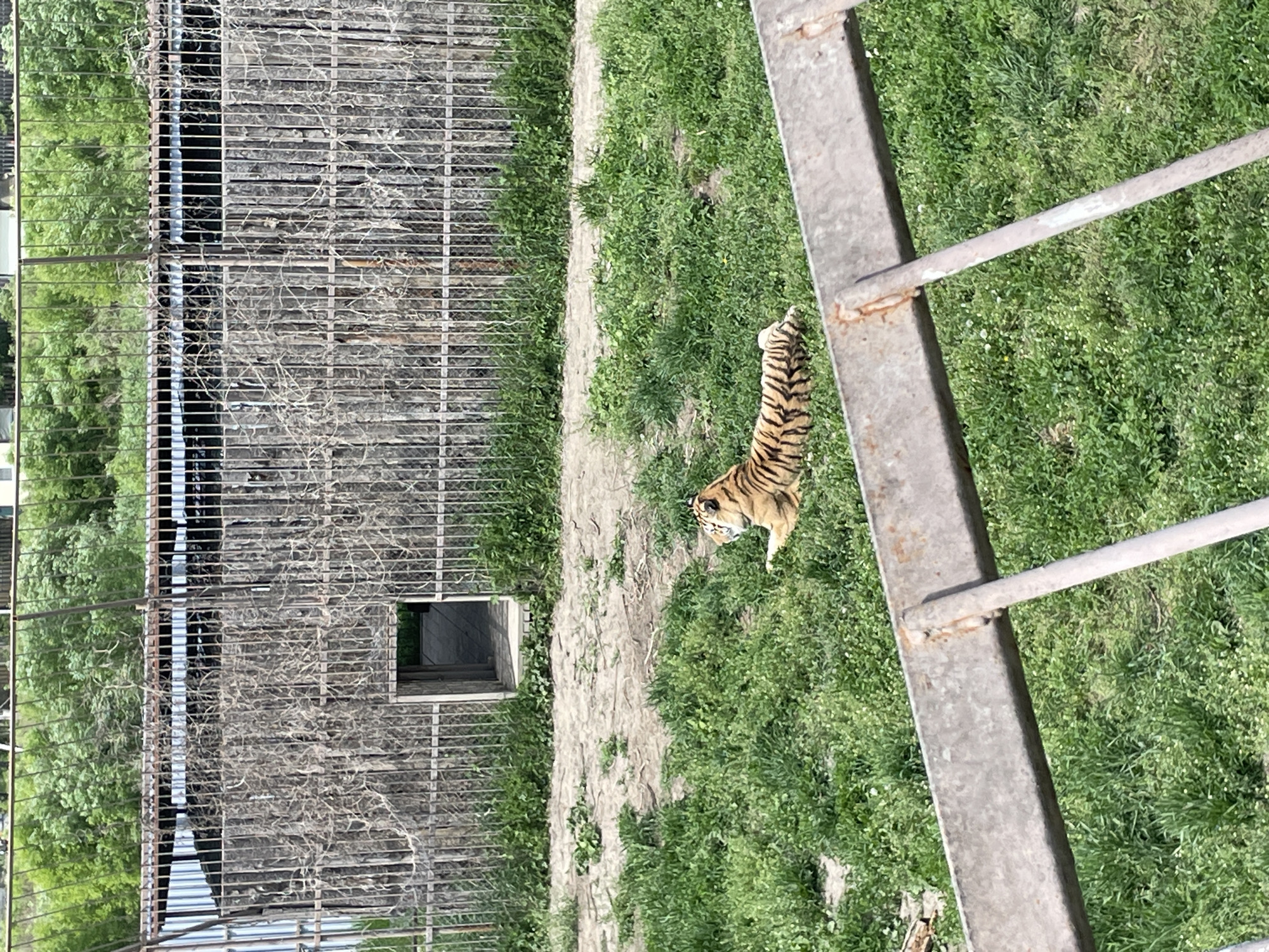 An outdoor animal enclosure is depicted from an elevated and rotated perspective, looking down into the habitat. A striped orange and black tiger is visible on a patch of vibrant green grass in the middle-right portion of the frame. It appears to be walking or standing, facing generally towards the bottom of the image.
To the tiger's left, a wide, light-colored dirt path runs horizontally through the enclosure, separating the grassy area from a tall, grey metal fence. This fence, constructed from horizontal bars and mesh, stretches vertically along the entire left side of the image. Dried vines or vegetation are intertwined with the fence structure. Beyond the fence, dense green trees and foliage are visible. Within the fenced area, towards the bottom-left, a small, dark opening in a concrete structure, likely a shelter or den, can be seen. In the immediate foreground, on the far right, a large, weathered metal beam and a thinner metal rail, part of a viewing platform or barrier, partially obscure the scene.
The entire environment is brightly lit by natural sunlight, indicating a daytime scene. No people are visible, and there is no discernible text. The setting is consistent with an animal park or zoo in Timofeevka, Russia.