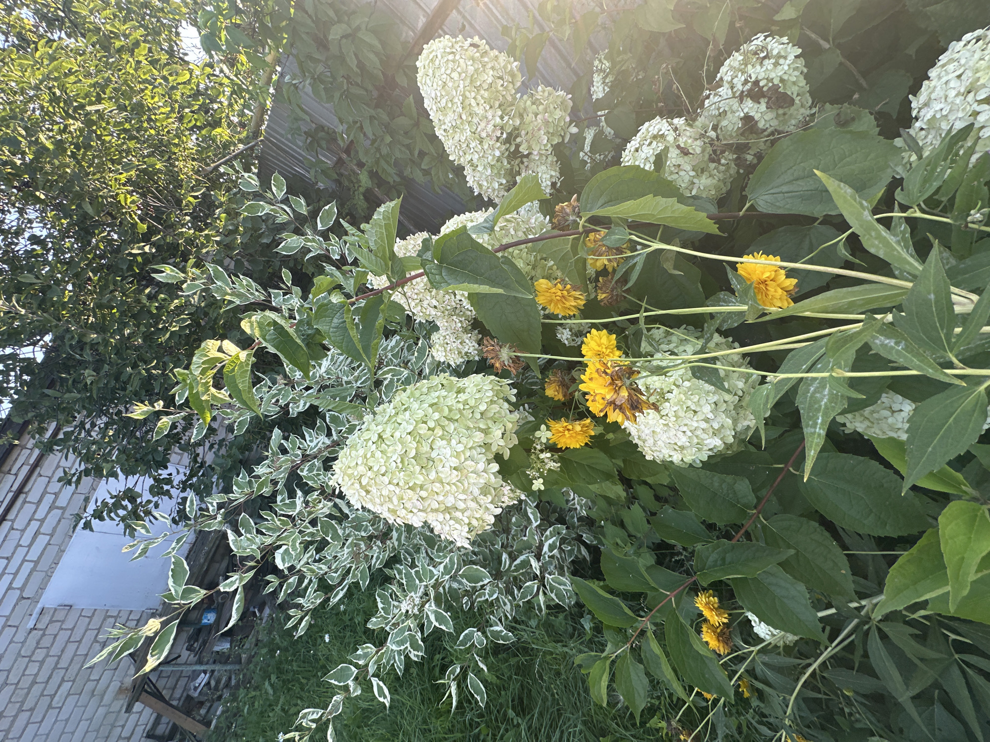 In an outdoor scene, a large panicle hydrangea with white flowers and a variegated dogwood shrub with green and white leaves are prominent subjects. Smaller yellow flowers are interspersed among the foliage. The background includes a brick building with a white panel, a corrugated metal fence, and dense green foliage from trees and grass. The lighting suggests it is late afternoon or early evening, with sunlight casting a warm glow on the scene. The setting appears to be a garden or yard area.