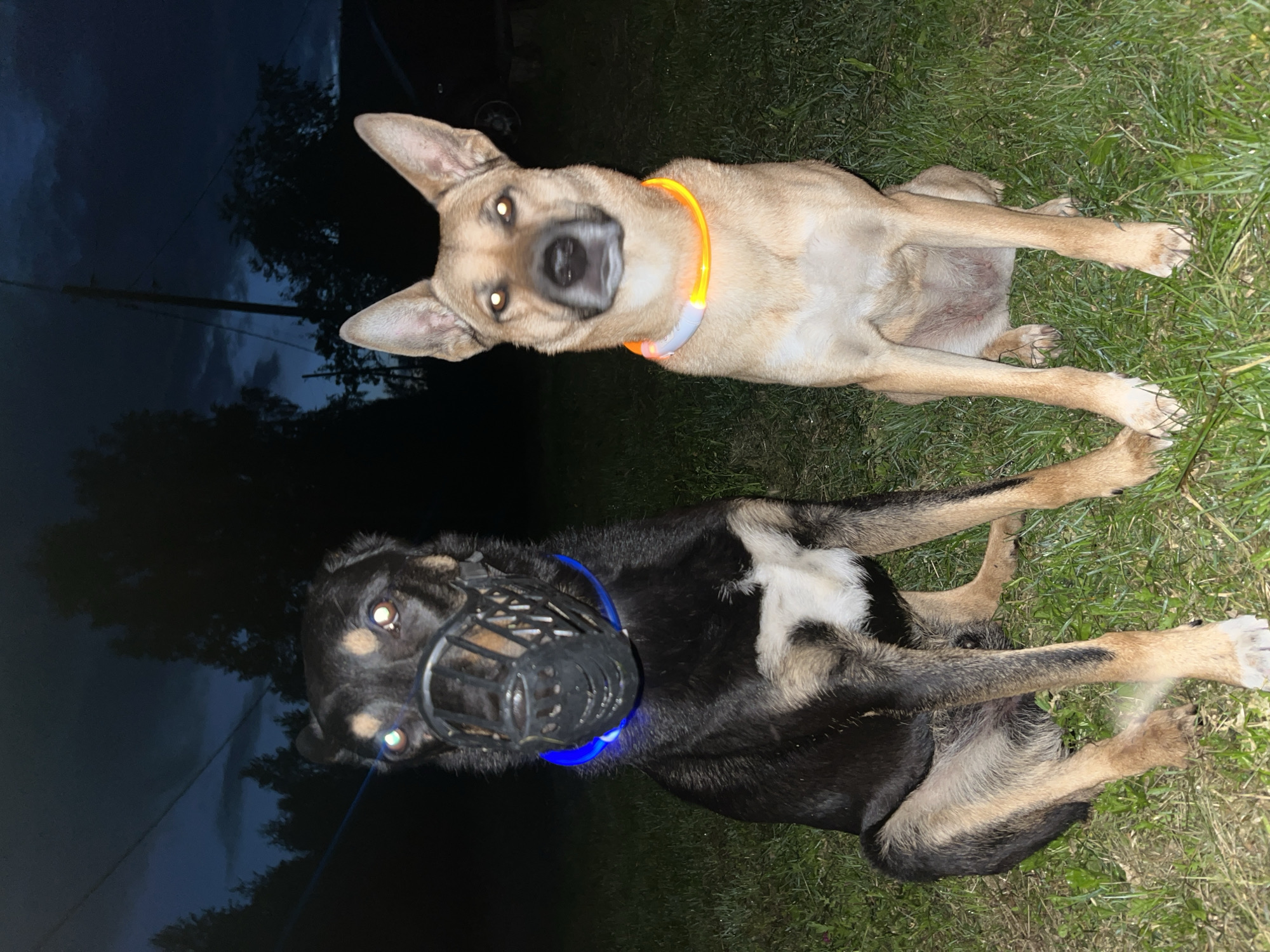 Two dogs, one dark-colored with a muzzle and a blue glowing collar, and one tan-colored with an orange glowing collar, are sitting on grass at dusk. The dark-colored dog is on the left, and the tan-colored dog is on the right. Both dogs are facing the camera. The background consists of trees and a cloudy sky. There is no visible indication of the city of Nizhny Tagil, Russia.