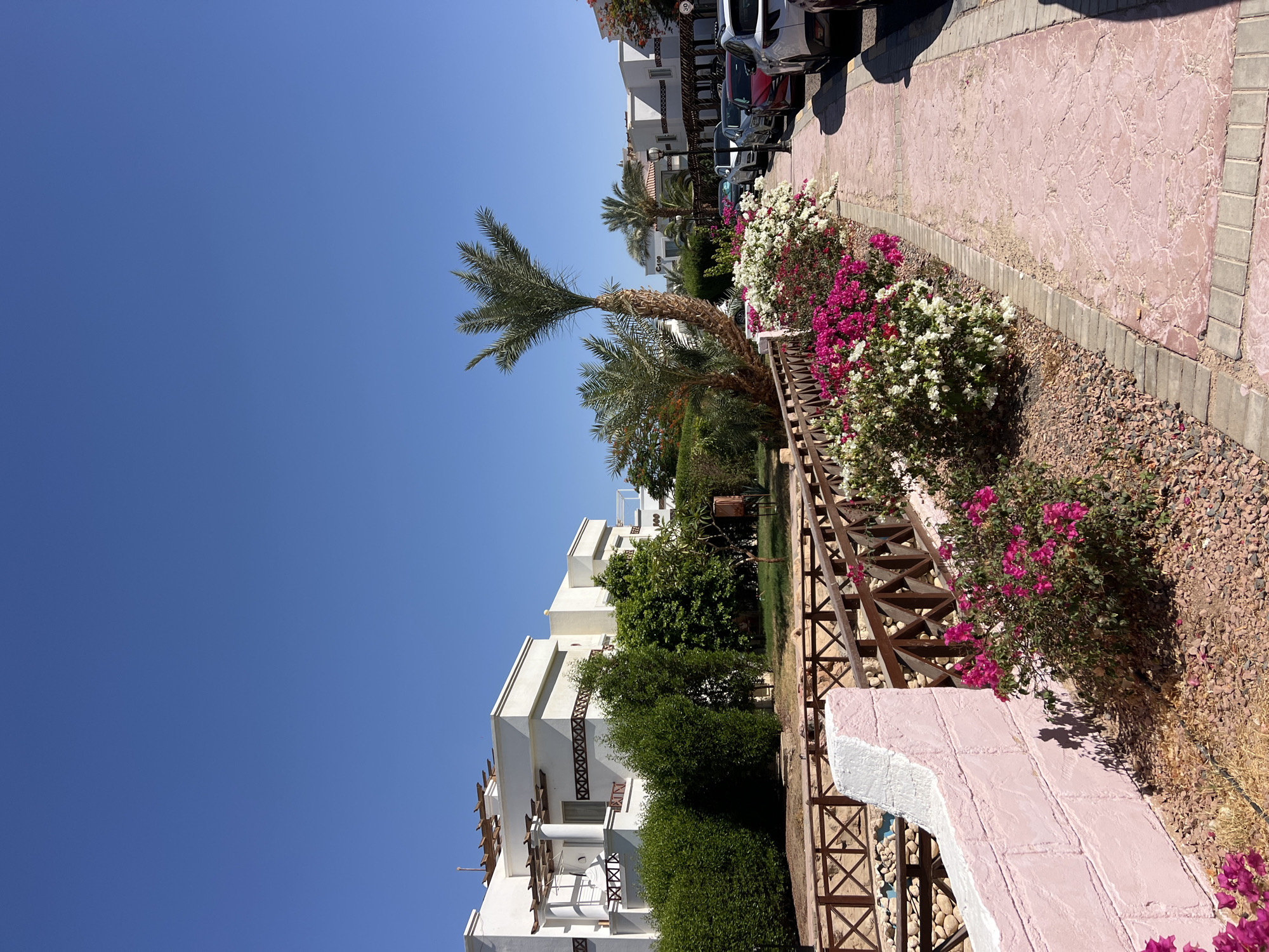 The image depicts a sunny outdoor scene in Sharm El Sheikh, Egypt. The viewpoint is from a pathway lined with vibrant pink and white bougainvillea flowers and gravel. A wooden railing separates the pathway from a garden area featuring lush green trees and a tall palm tree. In the background, modern white buildings with open balconies and wooden accents are visible, interspersed with more greenery. Several cars are parked along the street beside the pathway, suggesting a residential or resort area. The sky is a clear, bright blue, indicating fair weather and likely midday. The overall impression is one of a well-maintained, tropical environment. There are no people visible in the image. No text is legible.