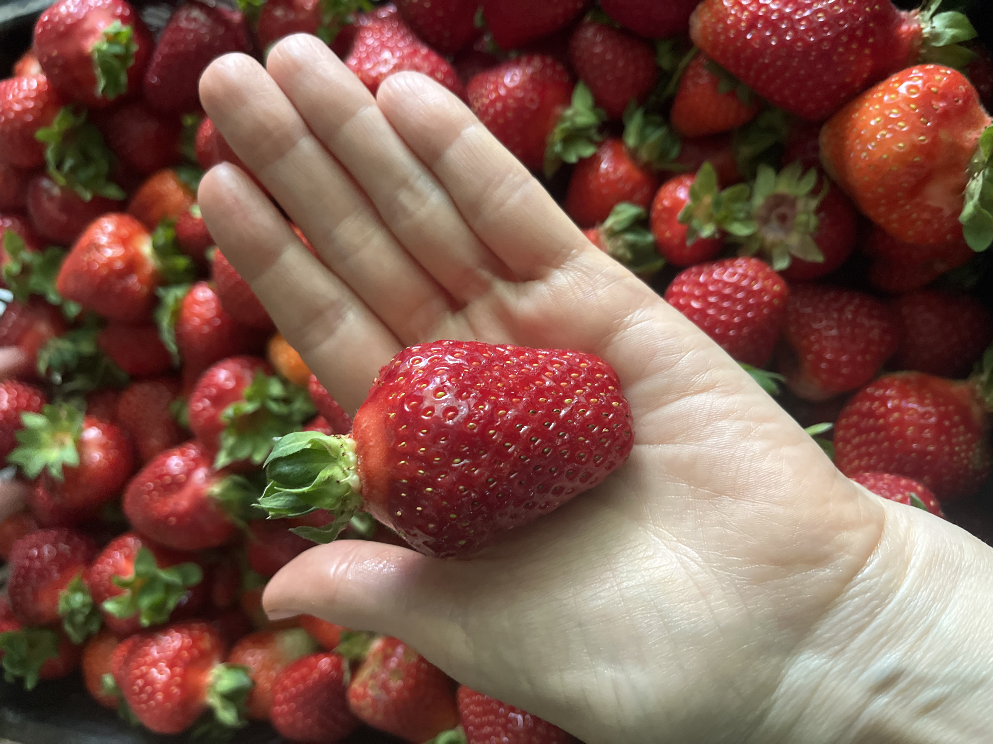 A close-up shot shows a person's hand holding a single, ripe strawberry. The strawberry is bright red and has small yellow seeds. The hand is open, with the palm facing upwards, and the skin appears smooth and light-colored. Behind the hand, a large pile of strawberries fills the frame. The background is a blur of red strawberries, with hints of green from their stems and leaves. The lighting is natural and highlights the texture of both the fruit and the skin. The image does not contain any elements or context that would suggest a specific location in Krasnodar, Russia.