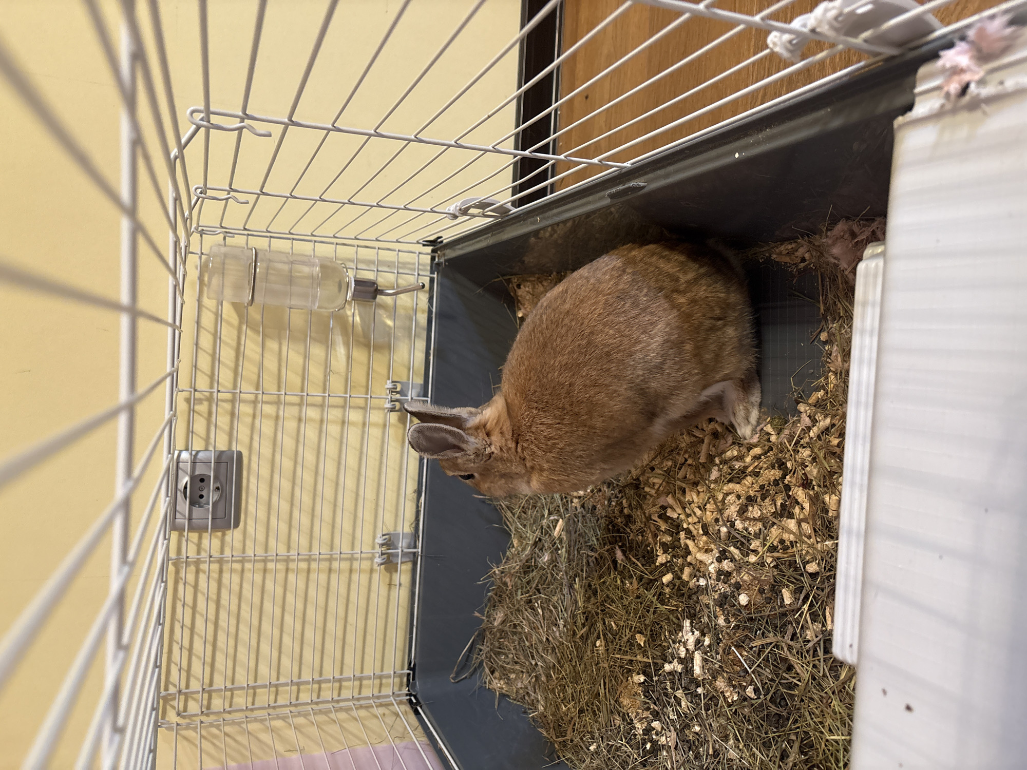 A small brown rabbit is in its cage, which is situated next to a yellow wall with an electrical outlet. The cage contains hay, wood shavings, and a water bottle. The rabbit appears to be foraging in its bedding. The location is not specified in the image, so the city of Ореховка, Russia is assumed to be a false specification.