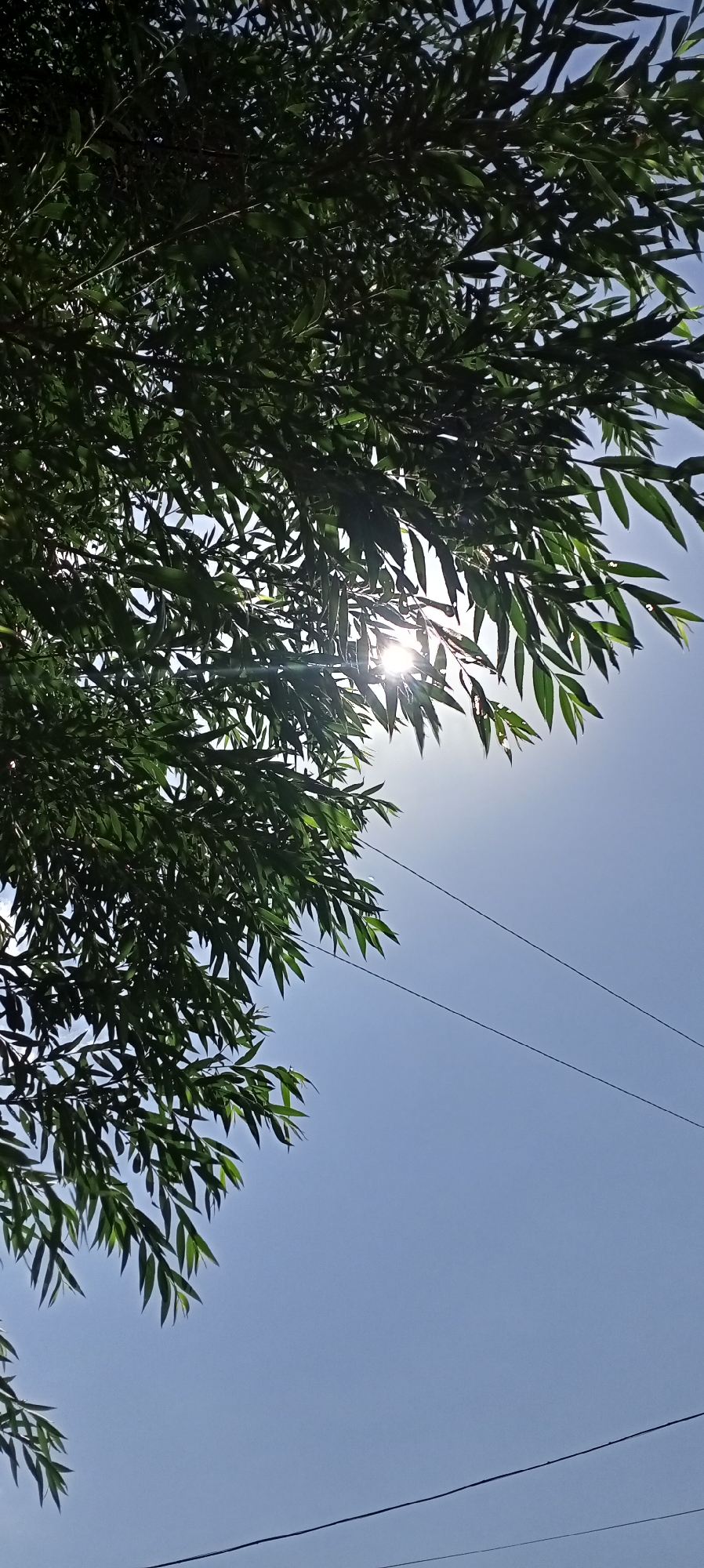 The image shows an upward view of tree branches and leaves against a clear blue sky. Sunlight is shining through the leaves, creating a lens flare effect. Two thin wires are visible in the sky, running diagonally from the right side of the frame. The scene appears to be outdoors, likely in a residential or natural area, given the presence of overhead wires. The location in Sokuluk, Kyrgyzstan, is a general geographical context for this type of scene.
