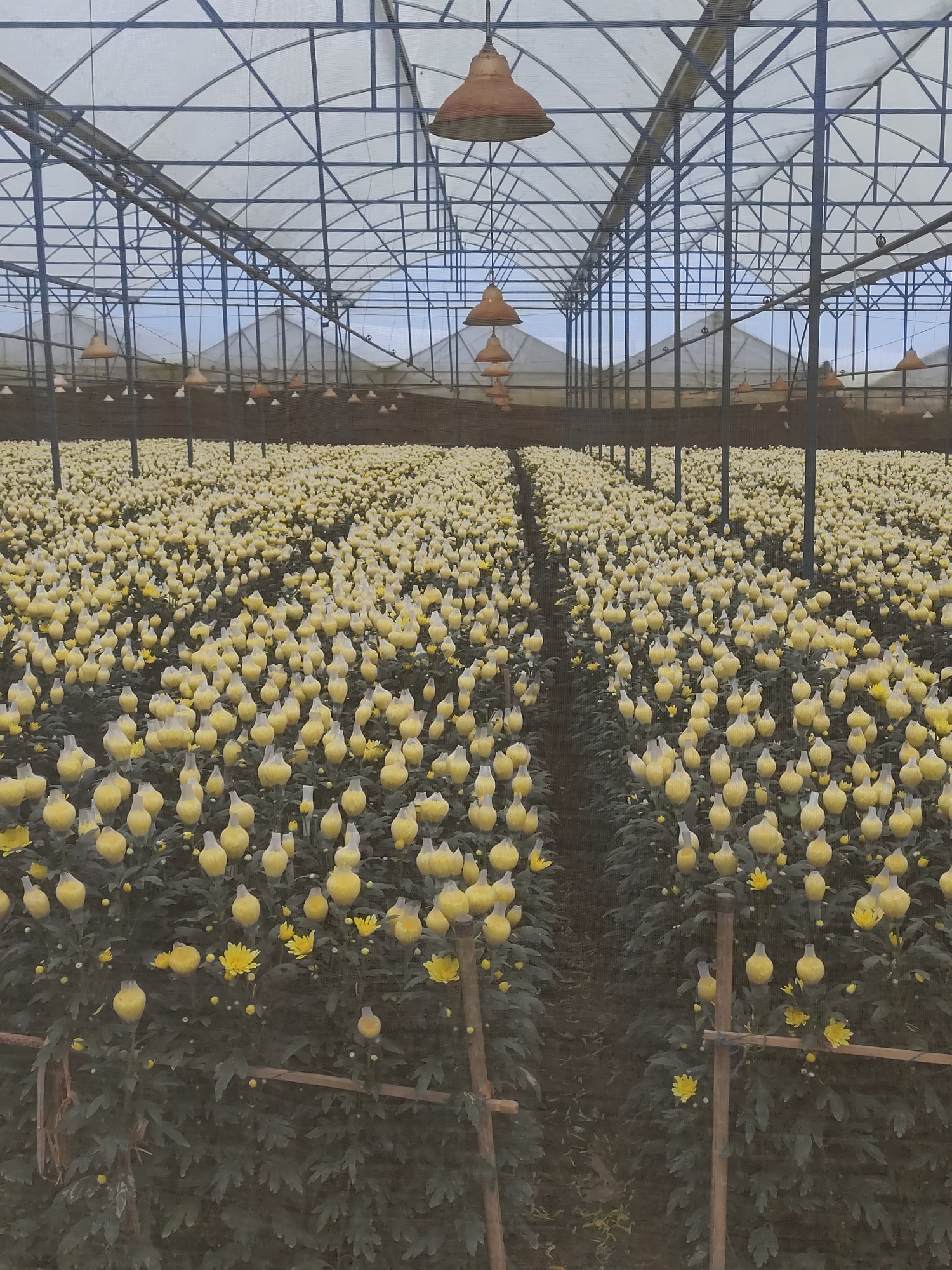 The image presents the interior of a vast commercial greenhouse, likely a flower farm, located in Lam Vien - Da Lat, Vietnam. The scene is dominated by endless rows of yellow flowering plants, most probably chrysanthemums, stretching into the distance on either side of a central pathway.
A notable detail is that many of the flower buds are individually encased in translucent or white protective netting or sleeves. This technique is commonly used in commercial floriculture to protect developing blooms from pests, physical damage, or to shape the flower head. Some fully open yellow blossoms are also visible among the netted buds, particularly in the foreground.
The greenhouse itself features a sturdy metal framework that supports a translucent roof, allowing filtered natural light to illuminate the space. Numerous rustic, bell-shaped lamps hang from the ceiling structure, indicating that supplementary artificial lighting is used for optimal plant growth. No people are visible, suggesting the scale of the operation or that the image was captured during a non-working period.
The setting conveys a highly organized and controlled environment dedicated to the intensive cultivation of flowers. The time of day appears to be daylight, with the light softened by the greenhouse's covering. There is no visible text in the image.