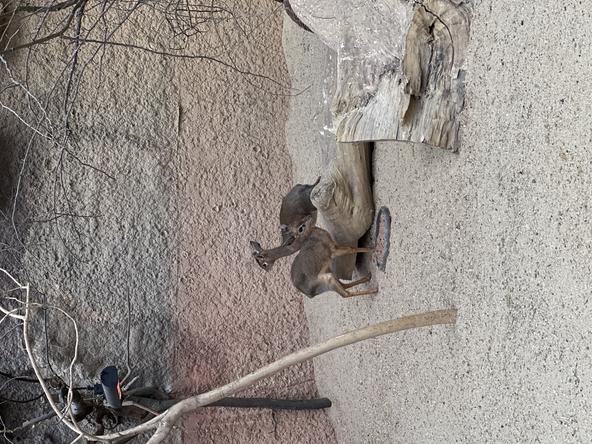 The image shows two Dik-diks, small antelopes, in an enclosure. One is partially hidden near a tree stump, while the other stands upright on its hind legs. The enclosure has a rough, textured wall in the background and branches scattered on the ground. The photo was taken at the Wrocław Zoo in Wrocław, Poland.
