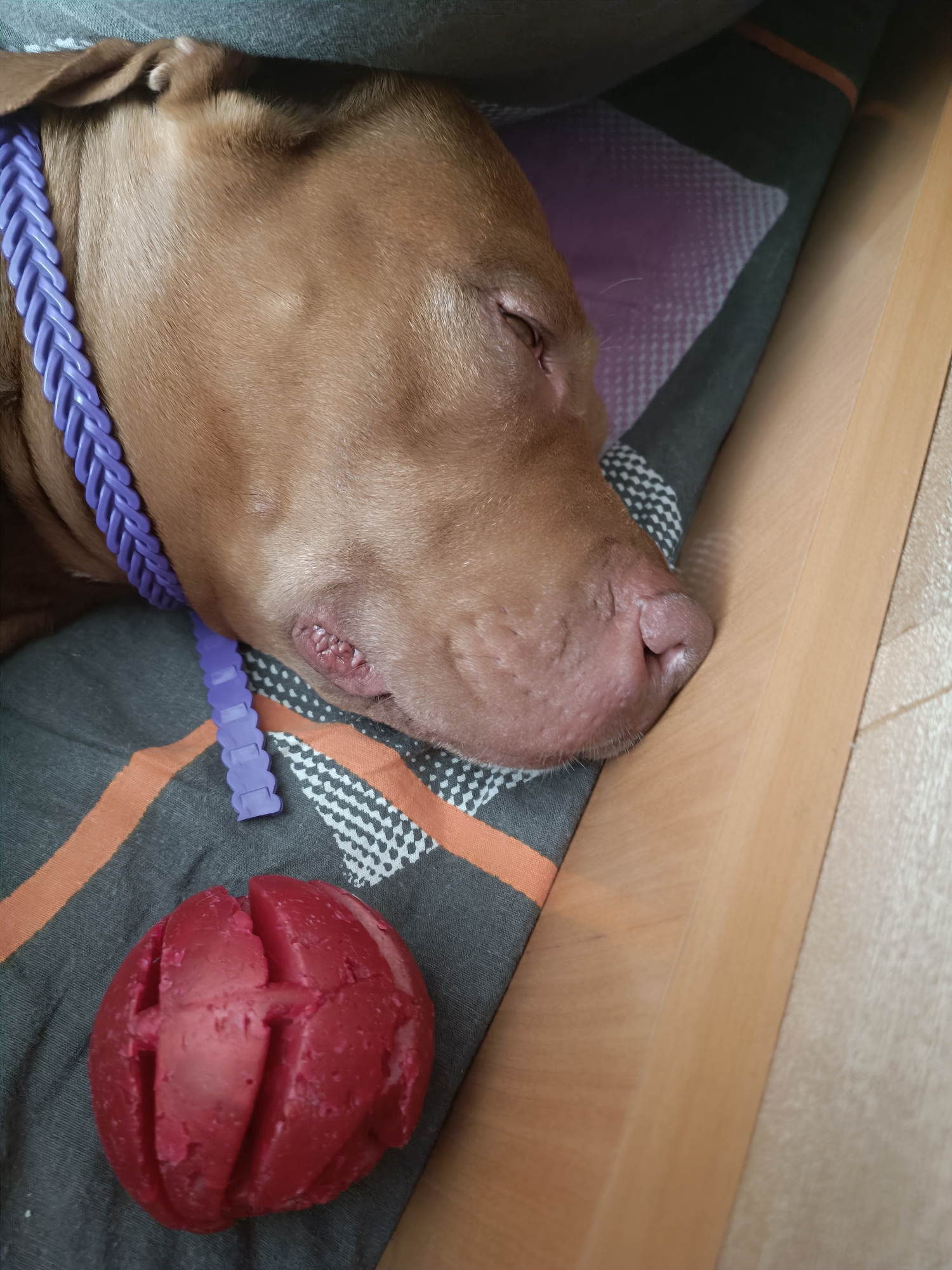 A close-up, overhead shot shows a light brown dog with its eyes closed, sleeping on a bed. The dog is wearing a braided purple collar. To the left of the dog's head is a red, spherical dog toy with carved indentations. The dog is lying on a dark grey blanket with orange and white stripes. The right side of the image shows a light brown wooden surface. The scene appears to be indoors, likely in a home.