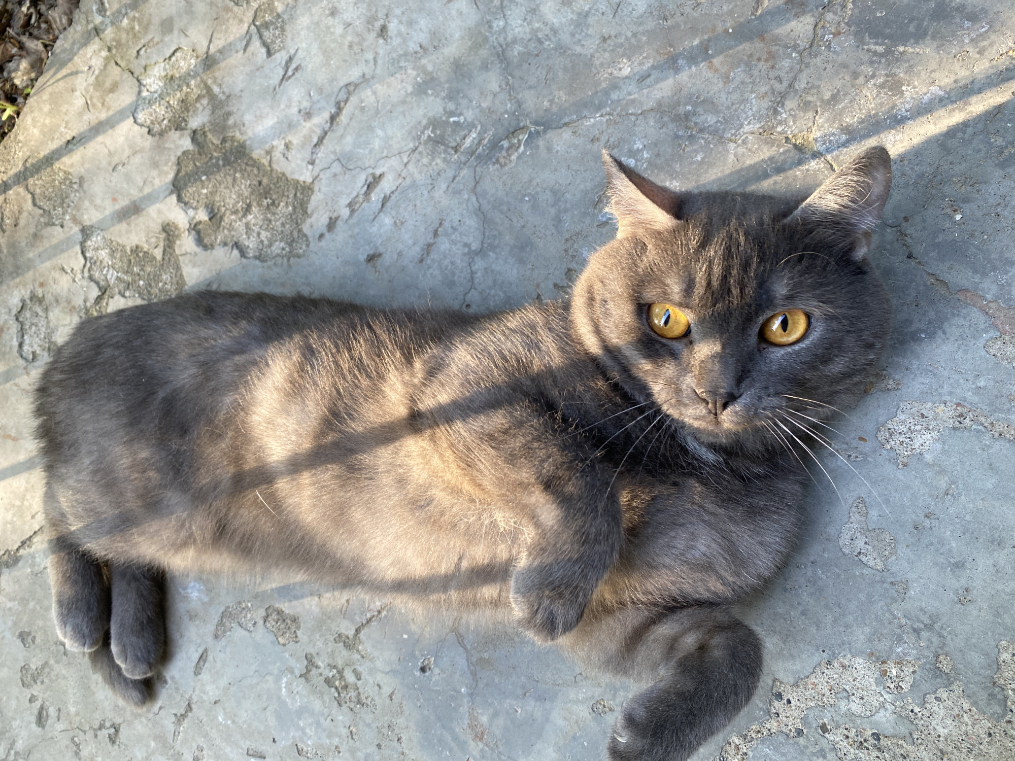 A grey cat is lying on a grey, cracked concrete surface. The cat is positioned with its head towards the top right of the frame, its body angled diagonally downwards to the left. The cat's eyes are golden and focused directly towards the camera. The cat's fur has a brownish hue due to the lighting. Shadows from nearby objects fall across the surface and cat. The specific location in the city of Chaikovsky, Russia is not discernible from the image.