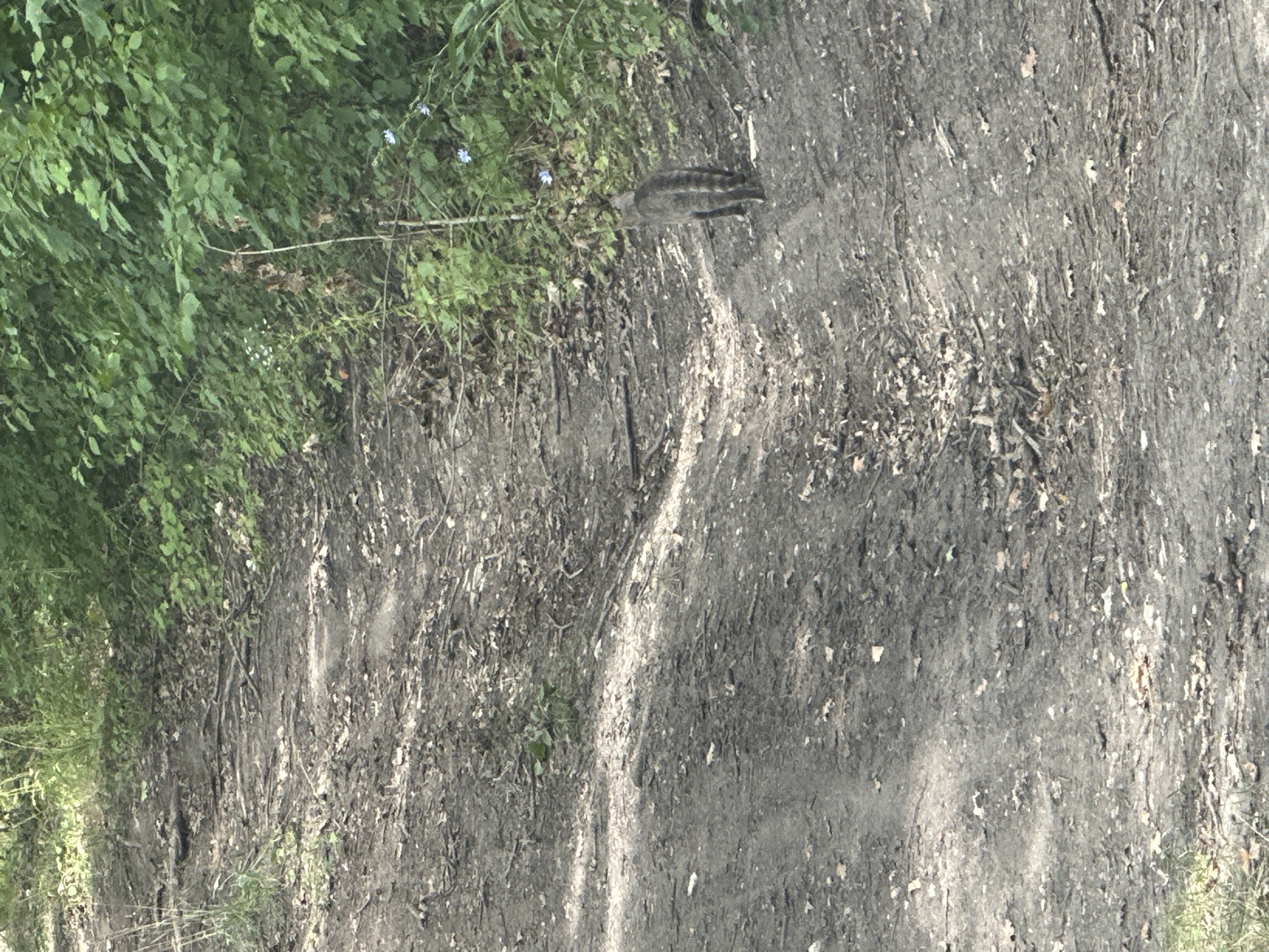 The image shows a narrow, dirt path winding through a wooded area. The path is covered in fallen leaves and twigs. To the right of the path, dense green foliage lines the edge of the woods, with a few small blue flowers visible amongst the leaves. In the center of the path, a tabby cat with a striped tail is walking away from the camera, further up the incline. The path appears to be on a slight hill. The environment is natural and appears to be outdoors. The location is described as Makiv, Ukraine.
