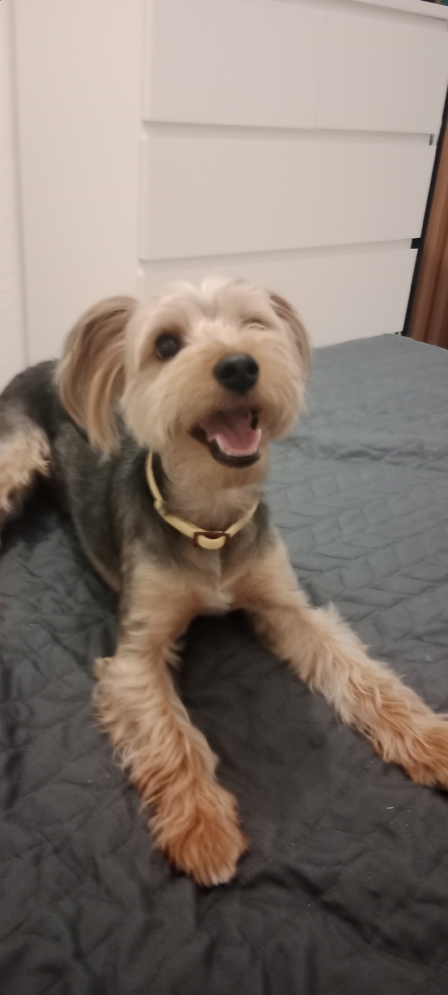 In Galapagar, Spain, a Yorkshire Terrier dog with tan and gray fur is lying on a dark gray quilted surface, likely a bed or sofa. The dog is facing the camera with its mouth open, as if panting or smiling, and its right eye is closed in a wink. It is wearing a light yellow collar with a brown buckle. The background is a white dresser with horizontal drawers and a sliver of a wooden door frame on the right side. The lighting appears to be artificial and overhead.