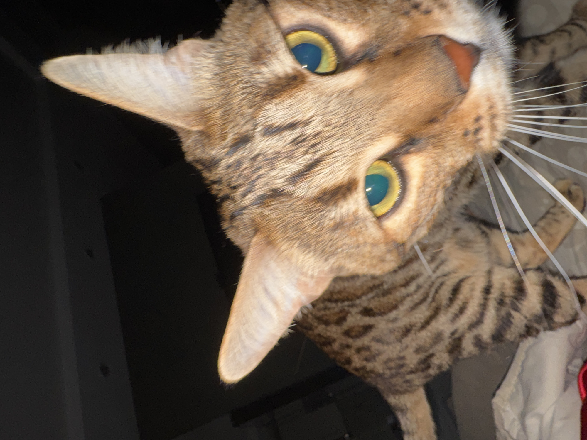 A close-up photograph depicts a domestic cat, likely a Bengal or similar breed, with a short, patterned coat featuring brown and tan colors accented by dark brown stripes and spots. The cat's large eyes exhibit a pronounced tapetum lucidum reflection, appearing bright yellow-green with dark central pupils, fixed directly on the camera. Its pinkish-orange nose and numerous long, white whiskers are clearly visible, fanned forward. Both pointed ears are erect. The upper body of the cat is visible, showcasing its distinctive markings. The background is uniformly dark and out of focus, indicative of an indoor setting with low ambient light. A light-colored fabric, possibly bedding, and a small section of red fabric are partially visible in the lower left foreground, beneath the cat. The scene is located within an interior space in the city of Votkinsk, Russia.