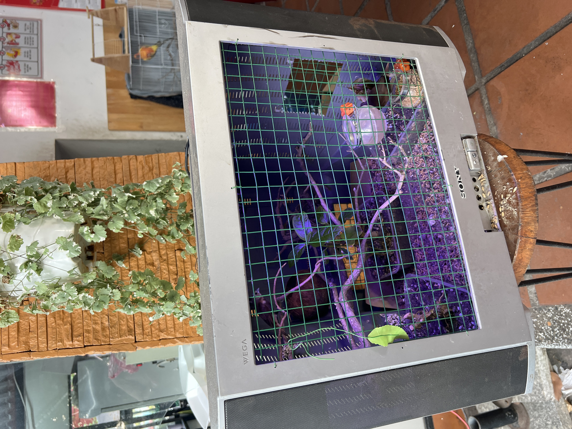 An old, gray Sony WEGA television has been repurposed as a birdcage. A green wire mesh has been placed over the screen area to contain the birds. Inside, there are branches, bird food, and at least one bird is visible. The television is sitting on a weathered wooden stool on a surface with red tiles. Outside of the TV, there is a green plant in a white pot. There are other objects in the background, including a birdcage and some posters. The location is Unknown, Unknown.