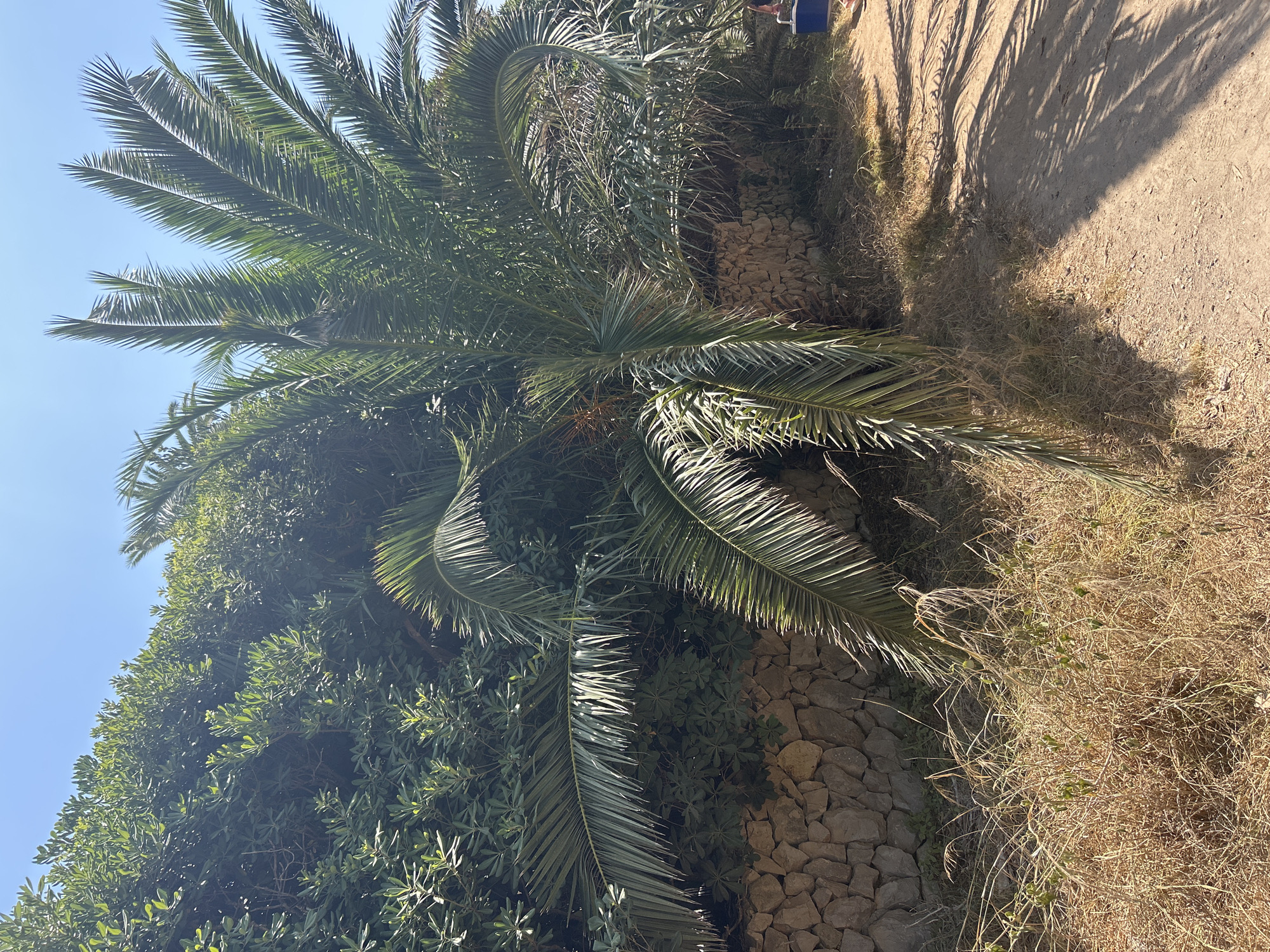 The image shows a sunny outdoor scene in Costa Des Pins, Spain. A mature palm tree with lush green fronds is the central focus, positioned in front of a dense hedge of dark green foliage and a low, rough-hewn stone wall. The ground in the foreground is a mixture of dry, straw-like grass and sandy dirt, with shadows from the palm tree cast across it. A dirt path is visible to the right, also dappled with sunlight and shadow. In the far right of the image, a blue cooler and the leg of a person wearing a red garment are partially visible, suggesting human presence. The sky is clear and blue.
