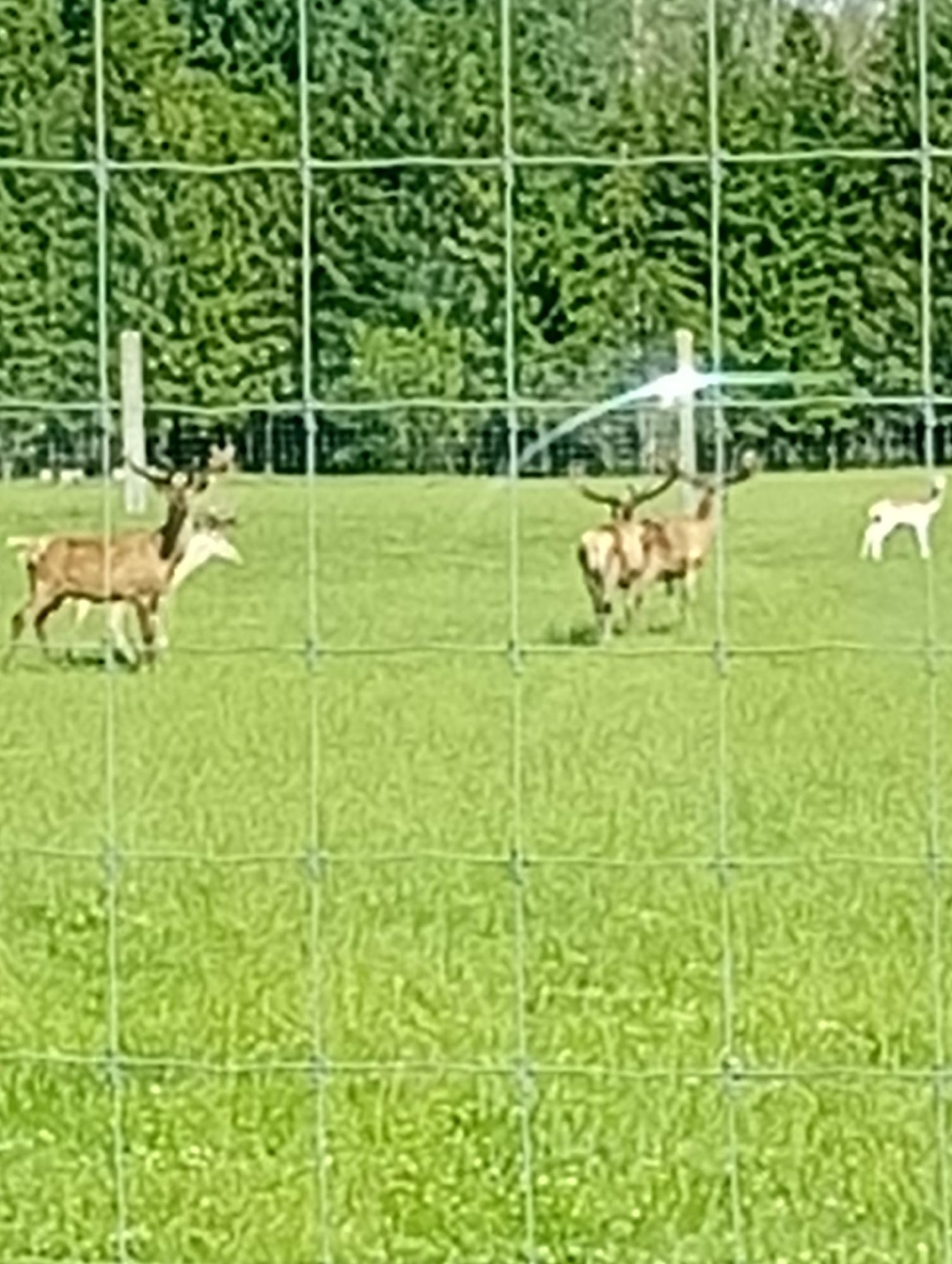 A herd of red deer are seen grazing in a grassy field, bordered by a wire fence. The deer are a mix of adults and younger animals. In the background, a dense forest of evergreen trees forms a dark green wall. A bright, sunny day illuminates the scene, casting shadows on the grass. The image is taken from behind the fence, suggesting it is a wildlife enclosure or park. The location is identified as Micaičiai, Lithuania.