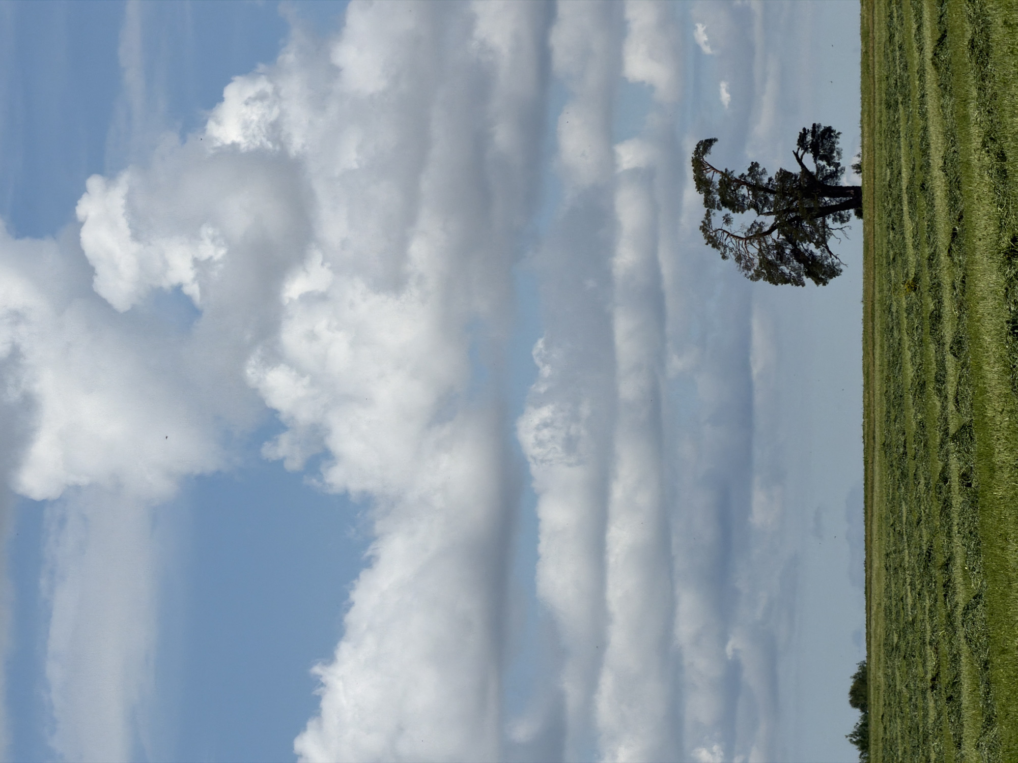 The image displays a rural landscape, likely in Kechur, Russia, under a bright, partly cloudy sky. A single, large, dark-foliaged tree, possibly a pine or conifer, stands prominently in the midground against the horizon, its branches spreading wide. In the foreground and extending towards the background, a vast field of green grass is visible. The grass appears to have been recently mown, with distinct, parallel rows (windrows) indicating agricultural activity such as haymaking or silage preparation. The sky above is a mix of pale blue patches and substantial white to light grey clouds, which vary in shape from fluffy cumulus to more elongated, stratified formations. The lighting suggests it is daytime, likely late morning or early afternoon. No people or visible text are present. The scene conveys a calm and pastoral atmosphere.