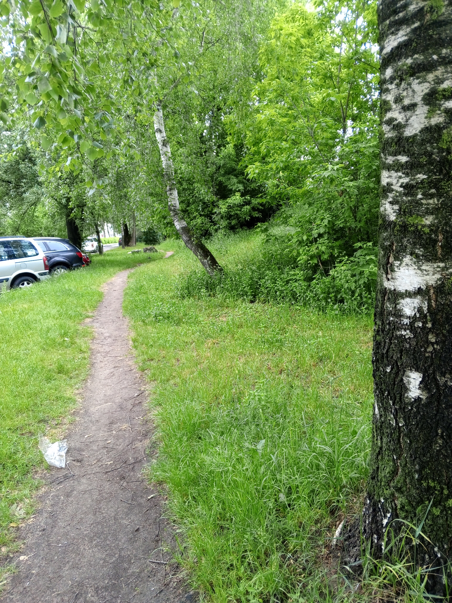 The image depicts a verdant outdoor scene in Unknown, Unknown, characterized by a narrow dirt path winding through a grassy area bordered by trees. In the foreground on the right, the textured black and white bark of a substantial birch tree trunk, partially covered with green moss, dominates the frame. The ground around the tree and on both sides of the path is covered in lush green grass of varying lengths.
A unpaved, light brown dirt path, approximately one meter wide, extends from the bottom center into the distance, curving slightly left as it recedes. Small twigs and debris are visible on its surface. Near the lower left edge of the path, a crumpled, translucent plastic bag lies on the dirt.
To the left of the path, two parked vehicles are partially visible: the rear portion of a silver station wagon or SUV is closest, with a darker-colored vehicle parked immediately behind it. Further into the midground and background, dense green foliage from numerous deciduous trees and shrubs fills the landscape. Several birch trees with distinctive white bark are interspersed within the greenery, including one leaning significantly towards the right from the left side of the path. The lighting suggests daytime, with a bright, possibly overcast sky partially visible through the tree canopy. In the far background, a very distant, indistinct dark shape, possibly a person, is faintly discernible on what appears to be a distant road or paved area.