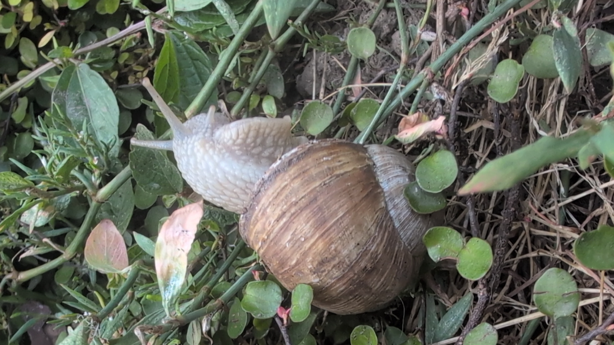 A garden snail is the main subject of this close-up shot, with its textured brown shell and pale body visible amidst lush green foliage and dry grass. The snail's antennae are extended, suggesting it is actively exploring its surroundings. The background is a blur of green leaves and brown earth, creating a natural and slightly rustic ambiance. The scene is devoid of human presence, focusing entirely on the invertebrate's existence in its environment. This photograph was taken in Izmail, Ukraine, as indicated by the metadata.