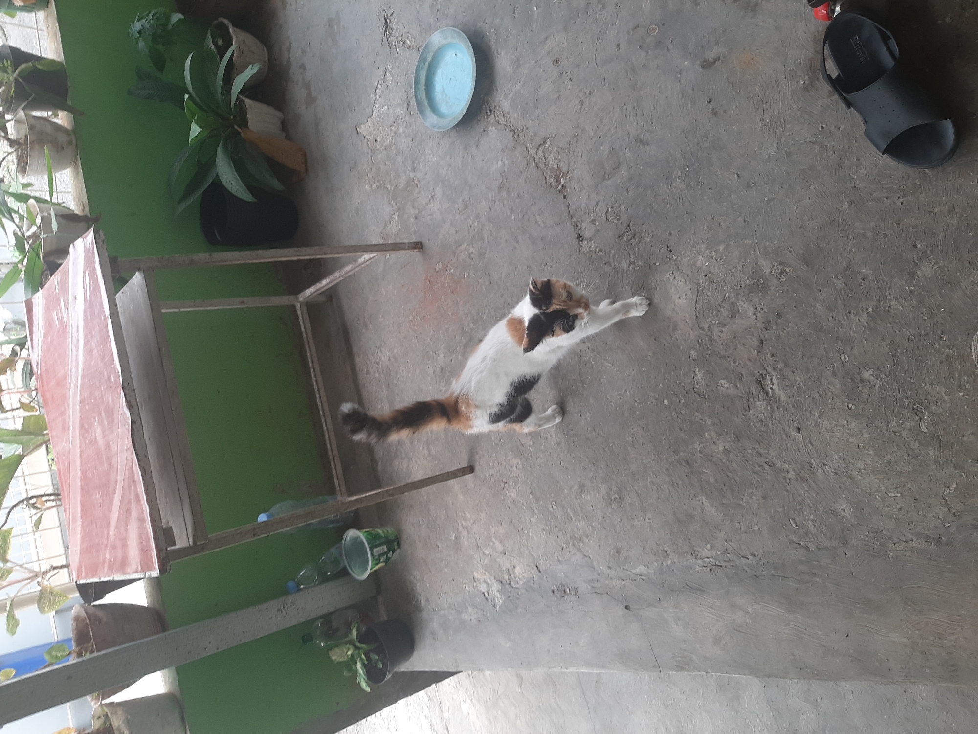 The image depicts an outdoor scene, likely a patio or walkway, with a concrete floor. A calico cat with white, black, and orange markings is walking towards the viewer. To the right of the cat, there is a light blue, shallow bowl or plate. In the background, a metal-framed table with a reddish-brown surface stands against a green wall. Several potted plants are visible on a ledge behind the table, and one large potted plant is on the ground to the right of the table. Several plastic bottles and a green plastic cup are also present on the ground. A black sandal is lying on the concrete floor in the lower right corner. The scene appears to be in a residential area, possibly in Sumampir, Indonesia, given the context of the location provided.