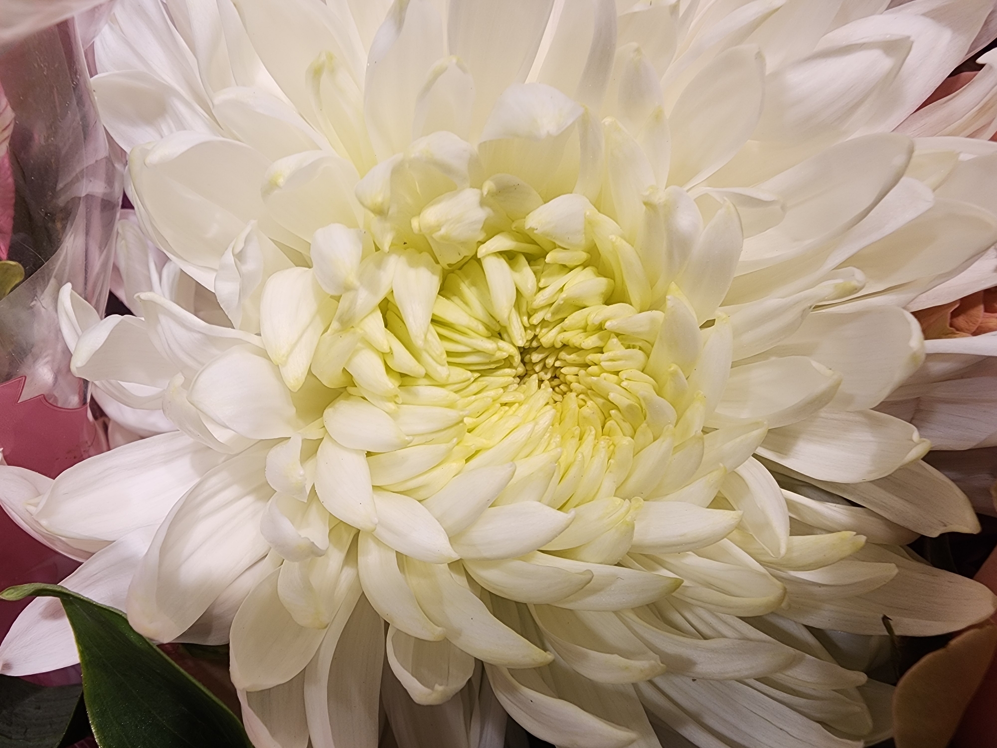 A close-up, high-angle shot captures the intricate details of a large, white chrysanthemum flower. The petals, tinged with a soft yellow at the center, fan outwards in a complex, layered arrangement. A dark green leaf peeks out from the upper left, providing a contrast in color and texture. The flower is presented as a standalone subject, with no discernible background elements to indicate a specific location within Camp Hill, United States of America.