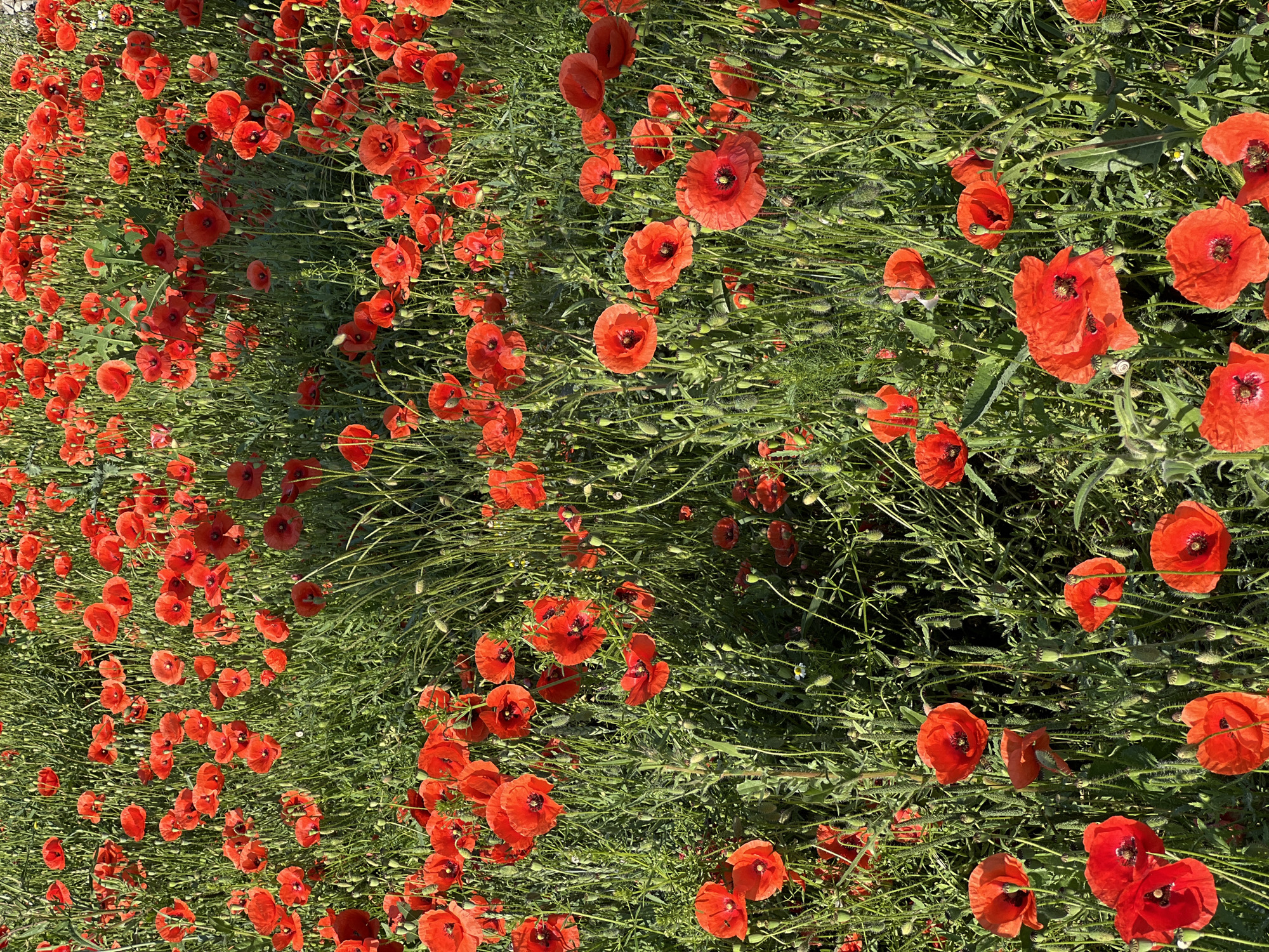 The image shows a dense field of bright red poppies with green stems and leaves. The poppies are of various sizes and stages of bloom, with some fully open and others still in bud. The field is bathed in natural sunlight, casting subtle shadows and highlighting the vibrant colors of the flowers. The background is a blur of green foliage, suggesting a natural setting like a meadow or a park. There are no people or man-made objects visible in the image. The scene is purely natural and botanical.
