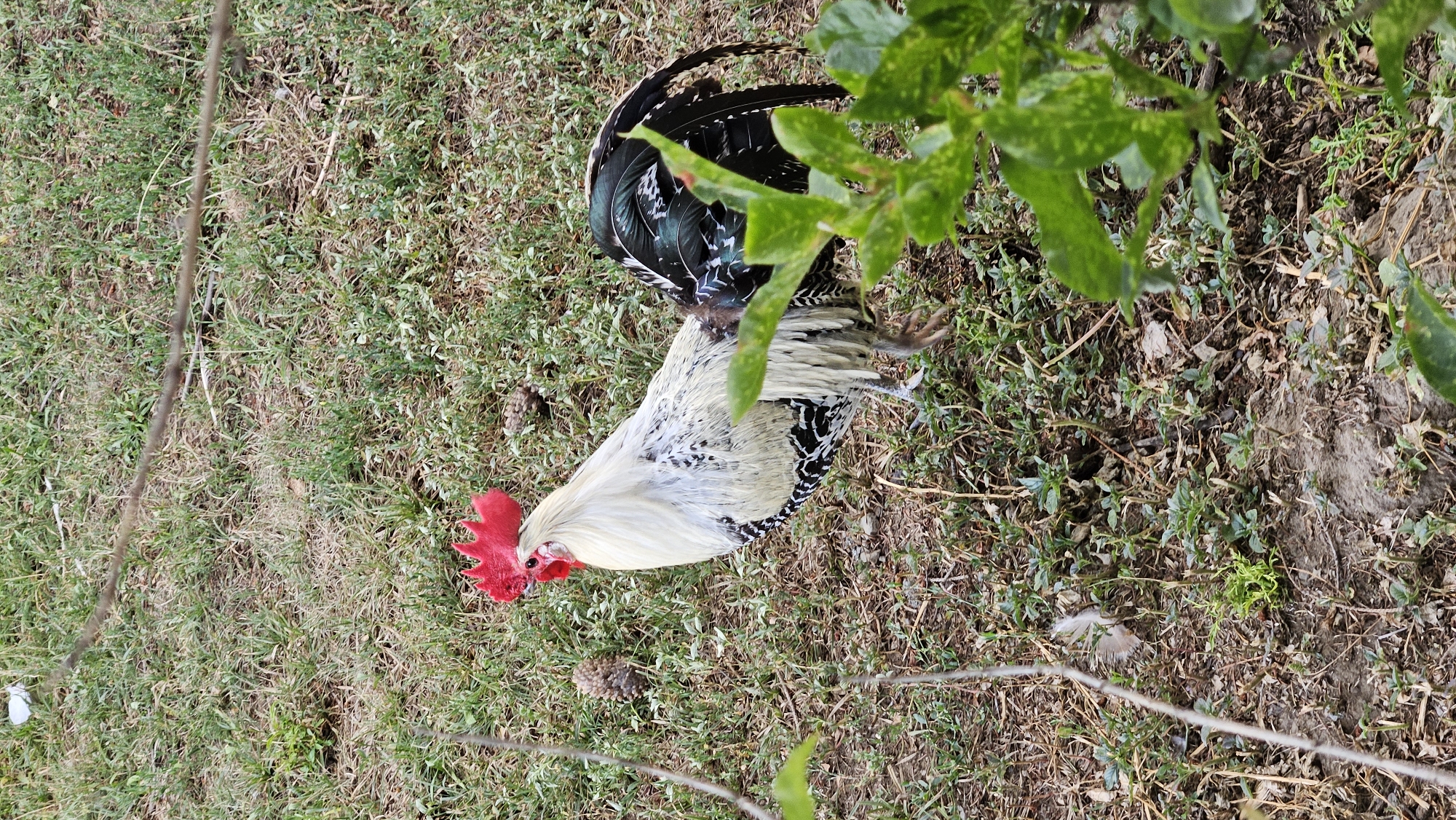 A white and black rooster with a red comb stands on dry grass and sparse green foliage. The rooster is facing left, with its head turned slightly forward. Its tail feathers are dark green and black. In the background, there is more dry grass and a few scattered pine cones. In the foreground, blurred green leaves obscure part of the scene. The image appears to have been taken outdoors, possibly in a rural or park-like setting within the city of Prešov, Slovakia. There are no people or other animals visible in the image.