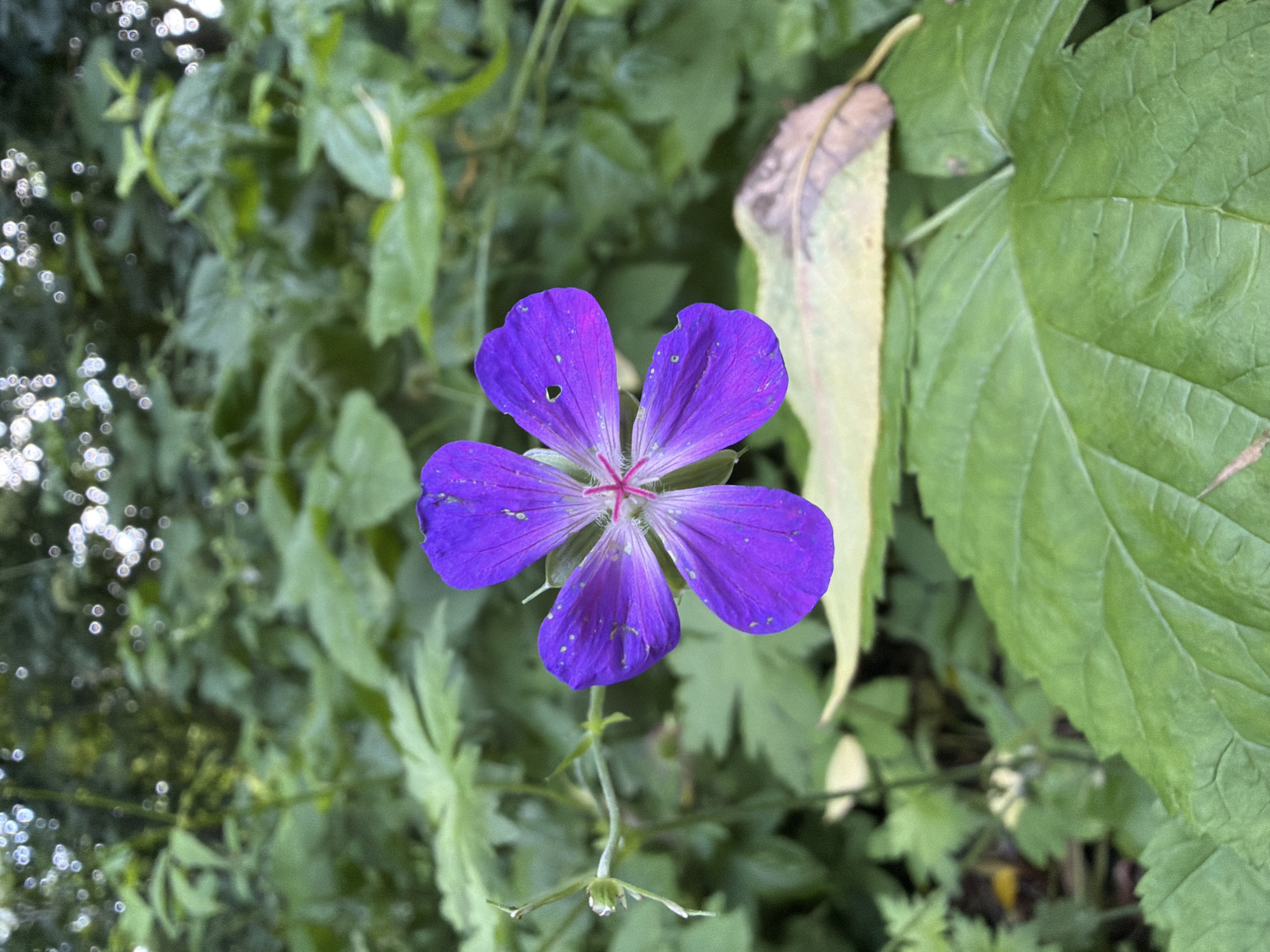 A single, vibrant purple flower with five petals is in sharp focus, centered within the frame. The flower has delicate veins visible on its petals and small white speckles. The pistil in the center is a striking pinkish-red. The flower is surrounded by lush green foliage, indicative of a natural outdoor setting. In the background, the greenery is softer and out of focus, with bright circular bokeh lights suggesting sunlight filtering through leaves. A dried, yellowish-brown leaf is visible behind the purple flower, adding a touch of autumnal color to the predominantly green scene. The environment appears to be a garden or a wooded area. The image was taken in Upeslejas, Latvia.