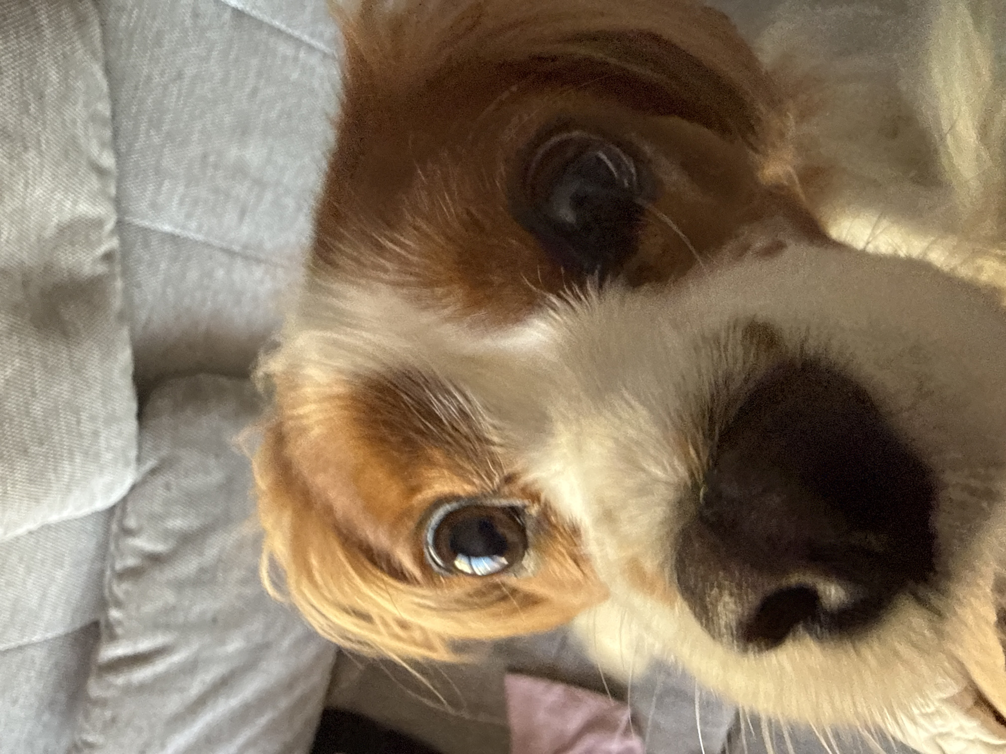 A close-up shot features a dog, likely a Cavalier King Charles Spaniel, with its head tilted and facing the camera. The dog has brown and white fur around its eyes and muzzle, and its black nose is prominently displayed. The background shows a grey, textured surface, possibly a couch or blanket. There is no indication of Sofia, Bulgaria.