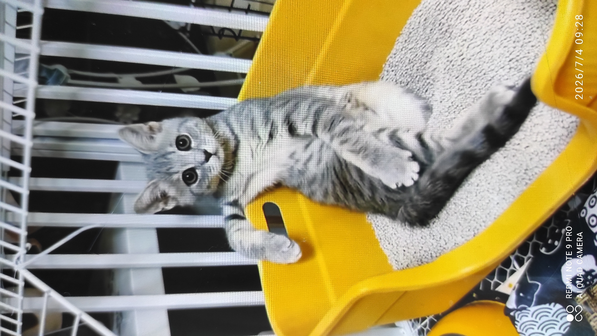 A grey tabby kitten is sitting in a yellow litter box filled with litter. The kitten is leaning on the edge of the litter box with one paw and its body is partially reclined. The kitten has large, round eyes and is looking directly at the camera. The background appears to be a white metal cage or enclosure. A timestamp in the bottom right corner indicates the image was taken on 2026/7/4 at 09:28. There is no information to suggest this image is located in Maardu, Estonia.