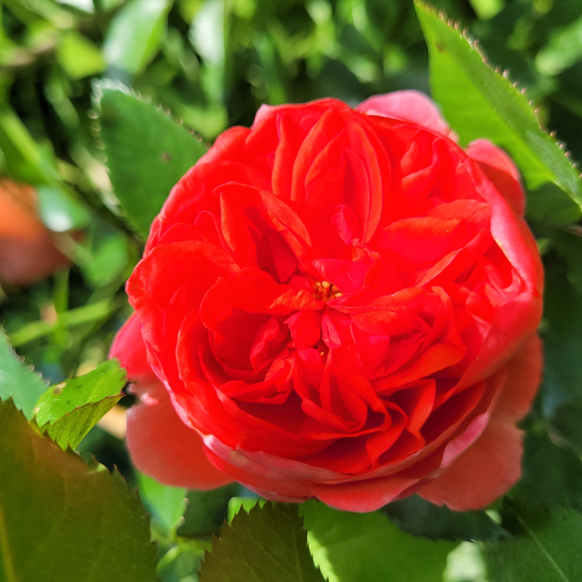 A close-up, overhead shot captures a vibrant red rose in full bloom. The rose is the central focus, its petals densely packed and layered, forming a complex, almost spiral pattern. The color is a rich, saturated red, with highlights and shadows revealing the texture and curvature of each petal. Surrounding the rose, blurred green foliage creates a natural backdrop, suggesting an outdoor garden setting. The leaves are a lush green, with some showing serrated edges, also slightly out of focus. Sunlight dapples through the leaves, creating soft light and shadow patterns on the rose and background. The image appears to be taken in Jūrmala, Latvia, a popular resort city known for its beaches and natural beauty. The scene is peaceful and serene, highlighting the intricate beauty of the flower and its natural environment.