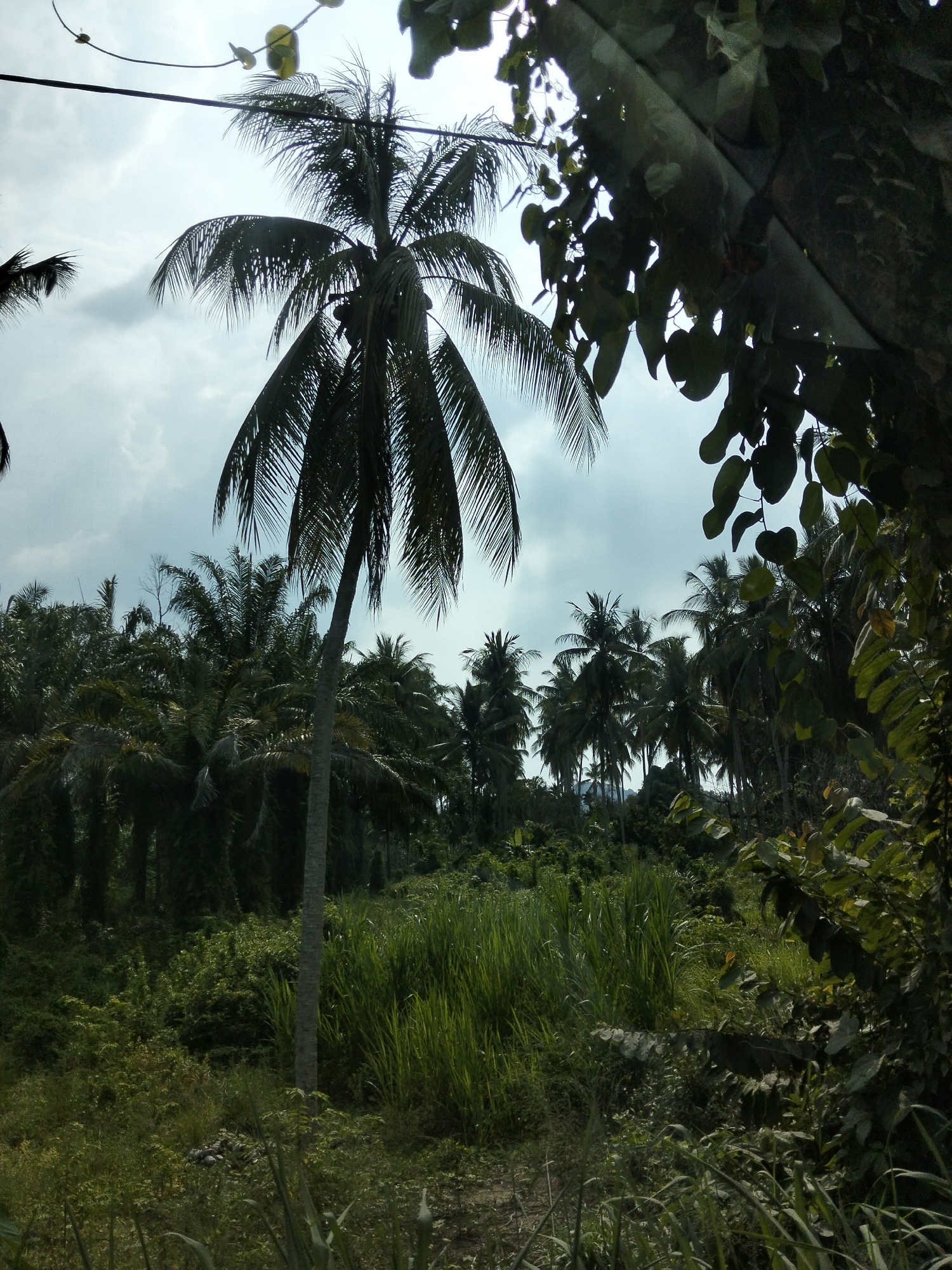 This is a low-angle, wide shot of a dense tropical environment with a cloudy sky overhead, likely taken in Blang Mee, Indonesia. In the foreground, a tall, slender palm tree with sparse fronds stands prominently. Behind it, a thick jungle of various trees and vegetation stretches to the horizon, with more palm trees scattered throughout. The foliage is lush and green, with some areas appearing darker and more shadowed. The ground is covered in tall grasses and undergrowth. The overall impression is one of a wild and untamed natural landscape. There are no people or animals visible in the image. The lighting suggests it is daytime, but the cloudy sky diffuses the light, creating a muted and somewhat overcast atmosphere.